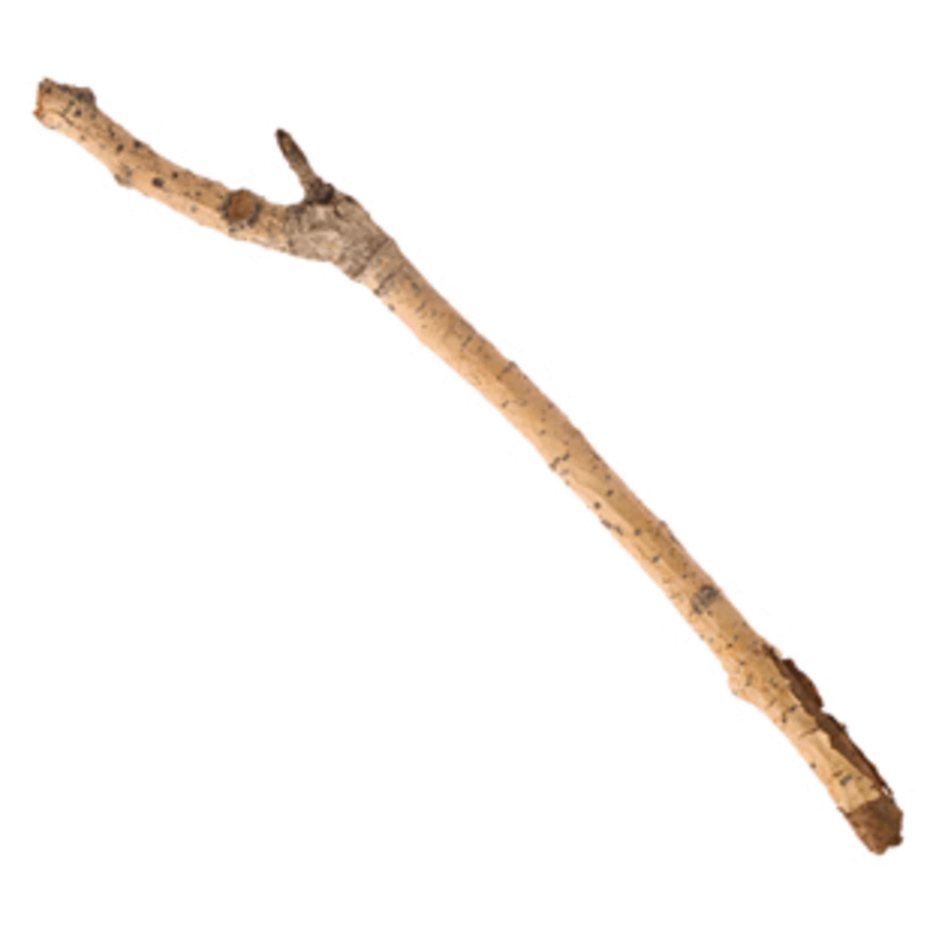 Stick episode artwork