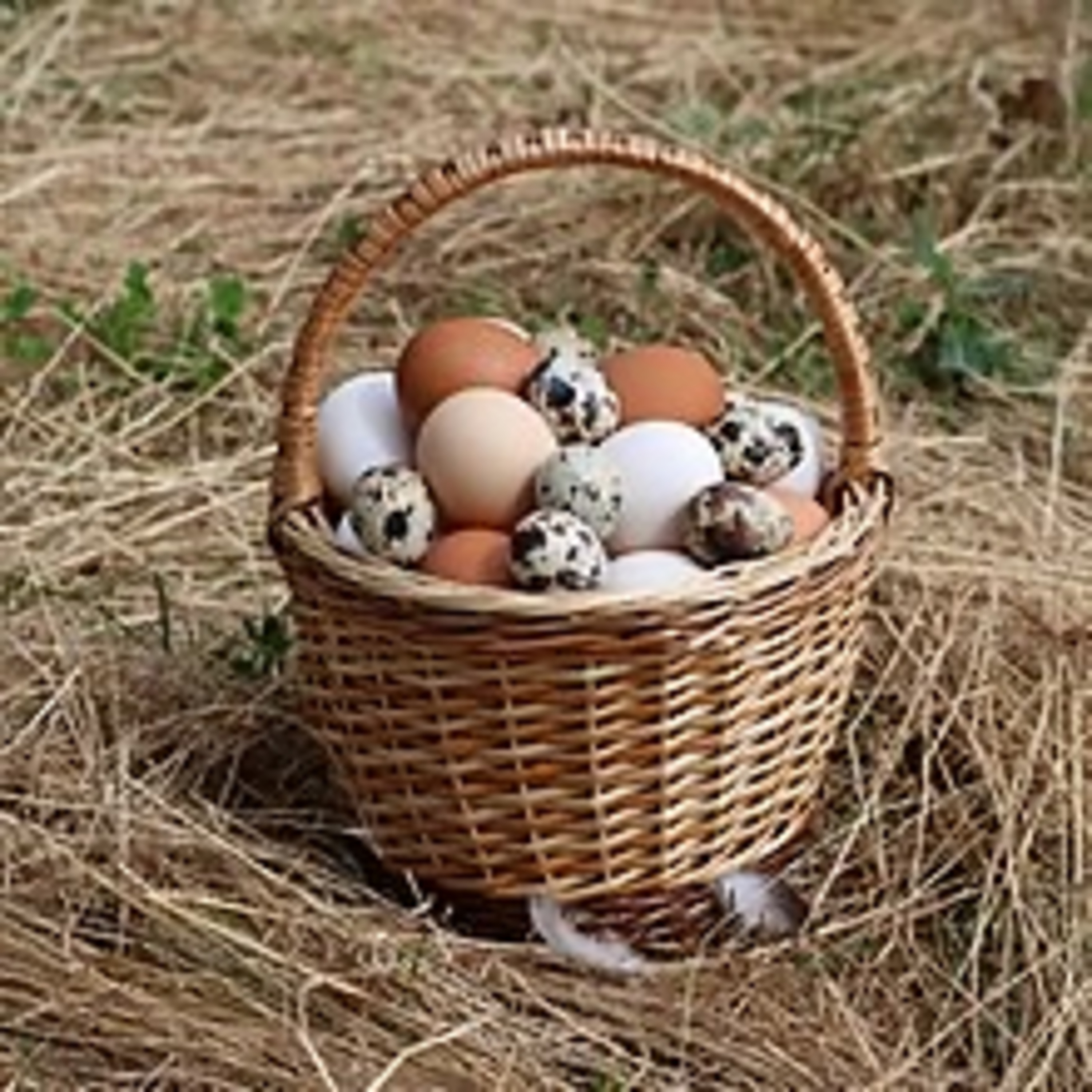 December 23/ Assignment 26: Eggs In Action episode artwork