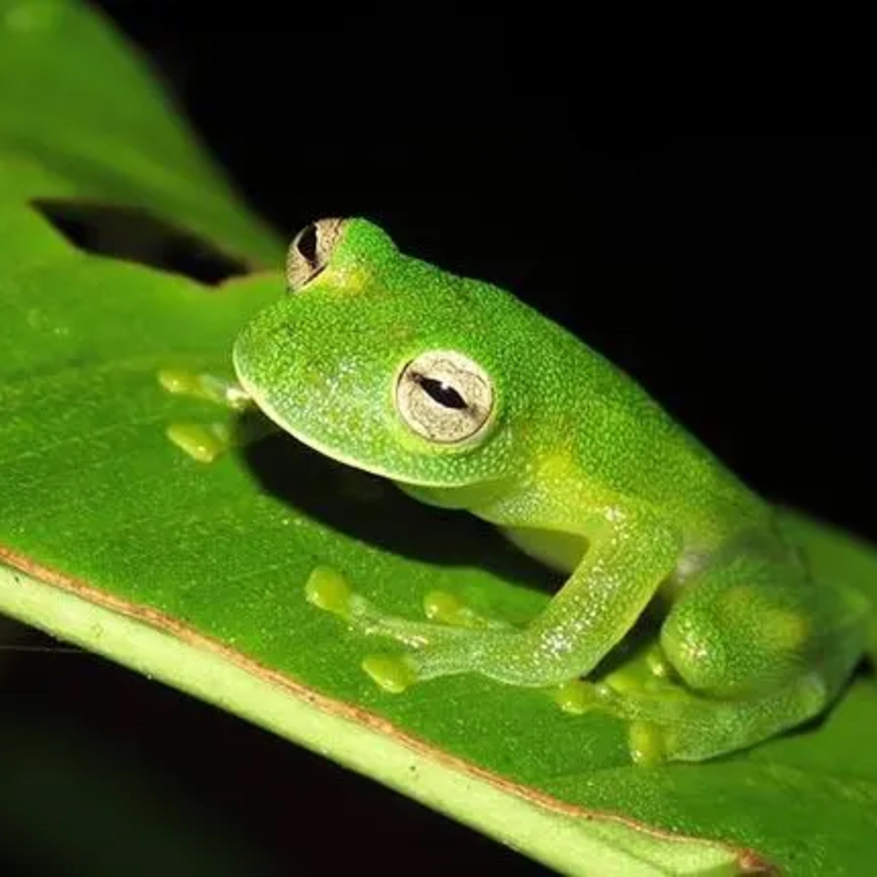 September 13/ Assignment 3: Frogs! episode artwork