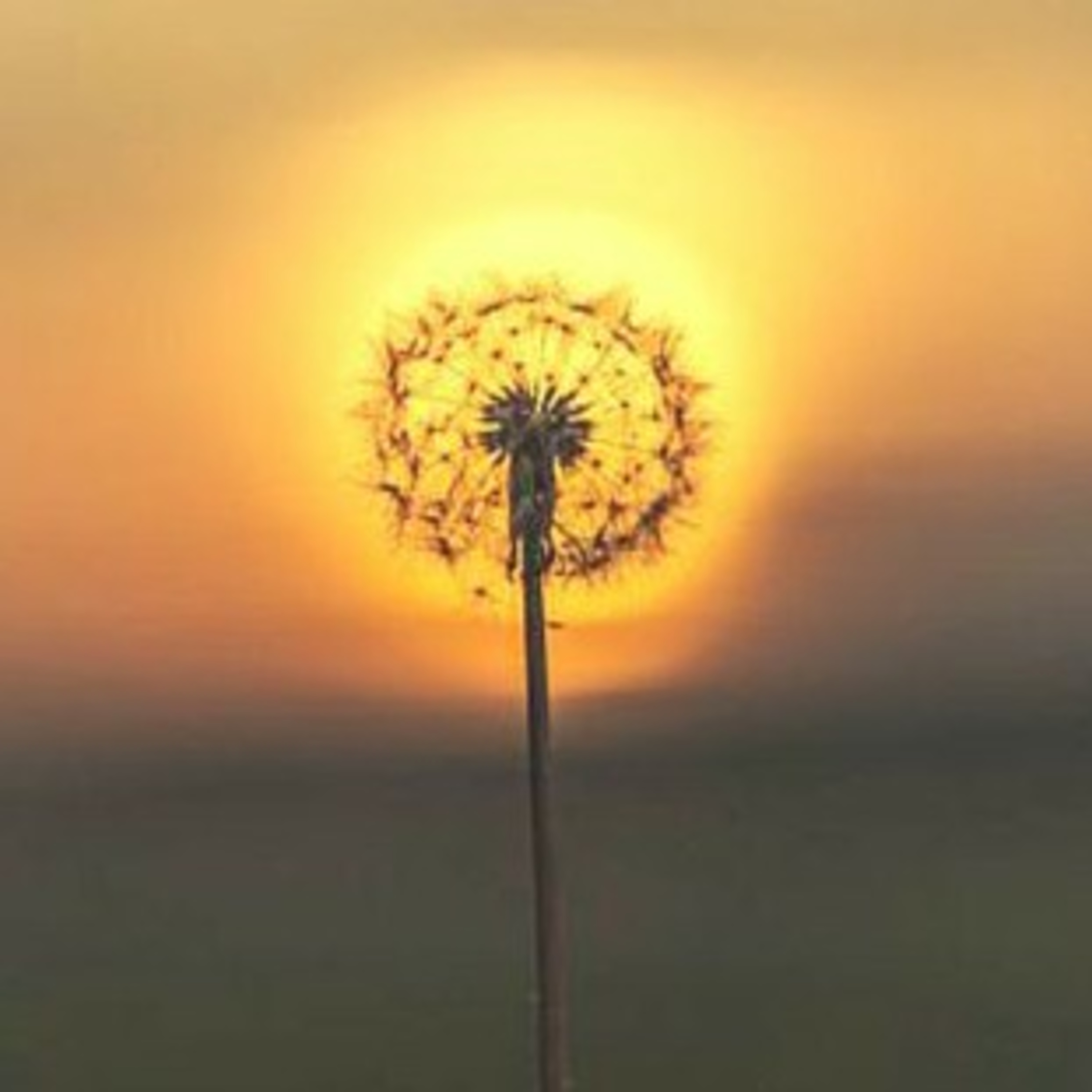 What covid-19 teach us.