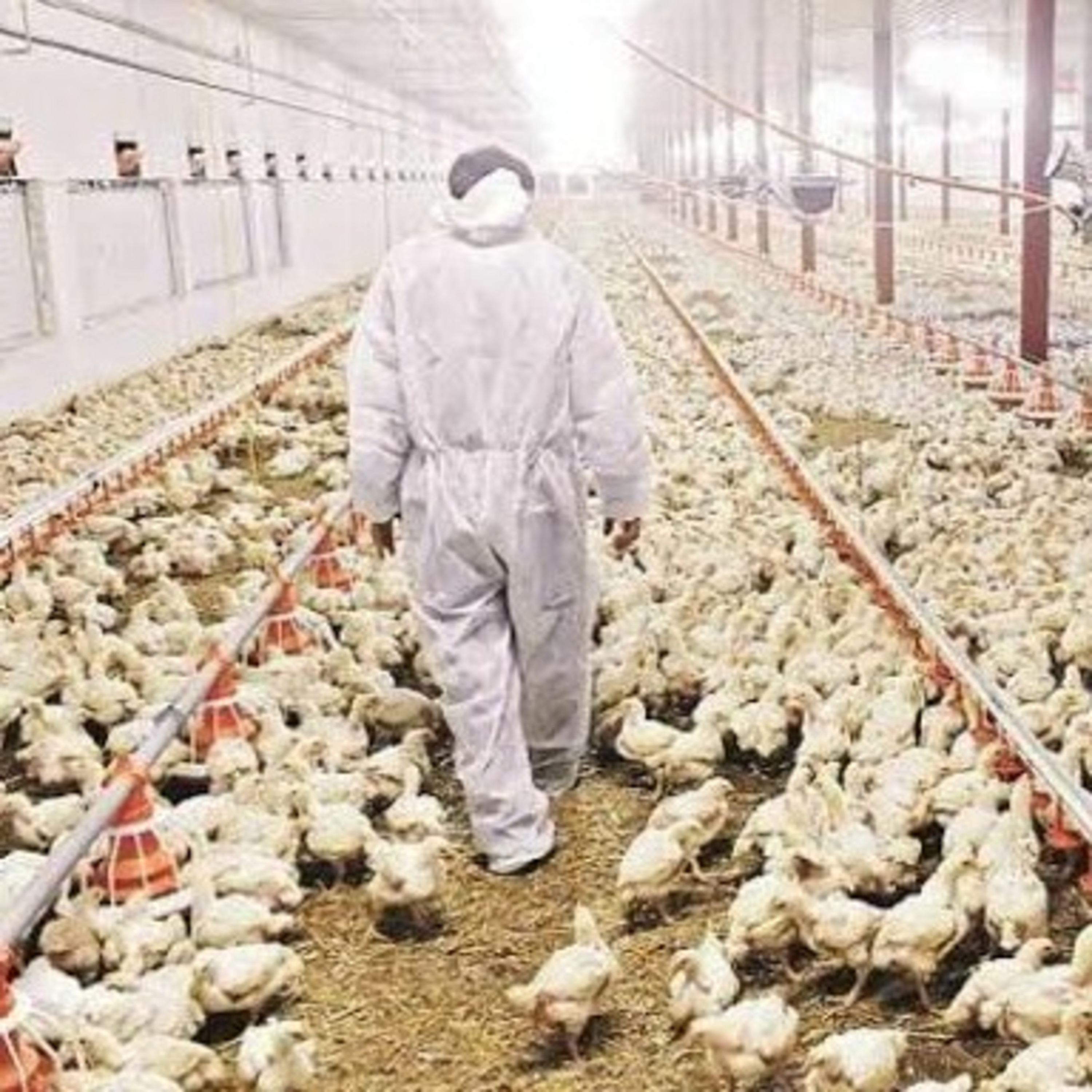 Poultry farming