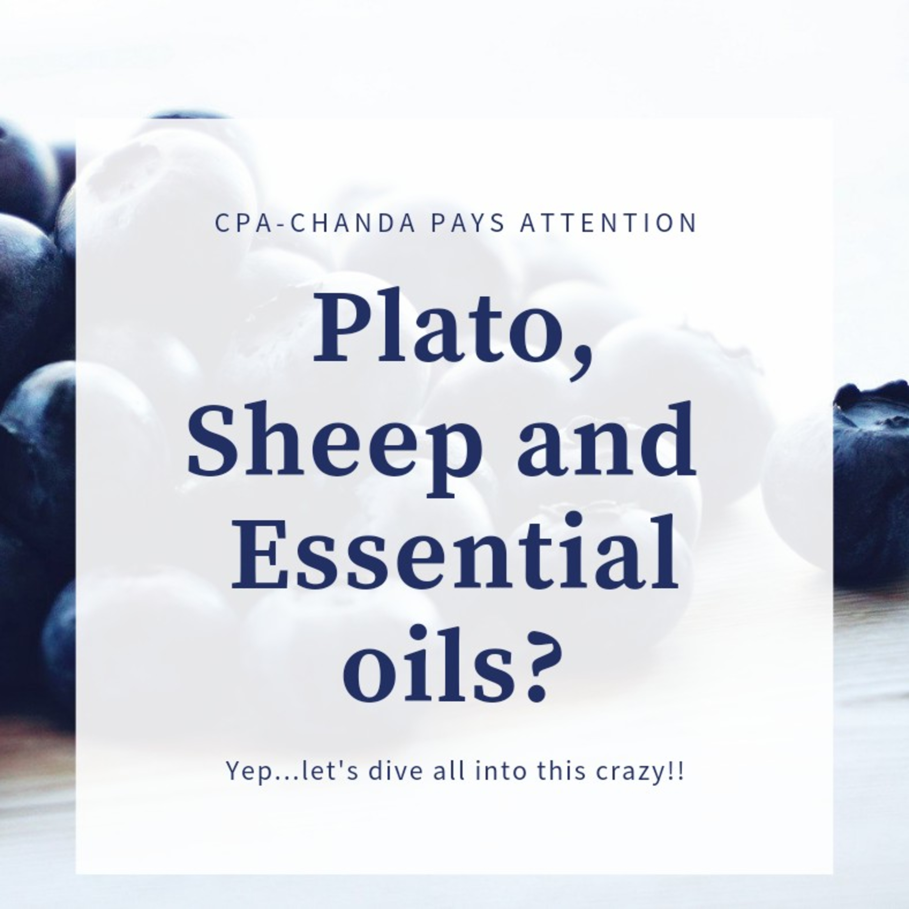 Plato, Sheep and Essential Oils?
