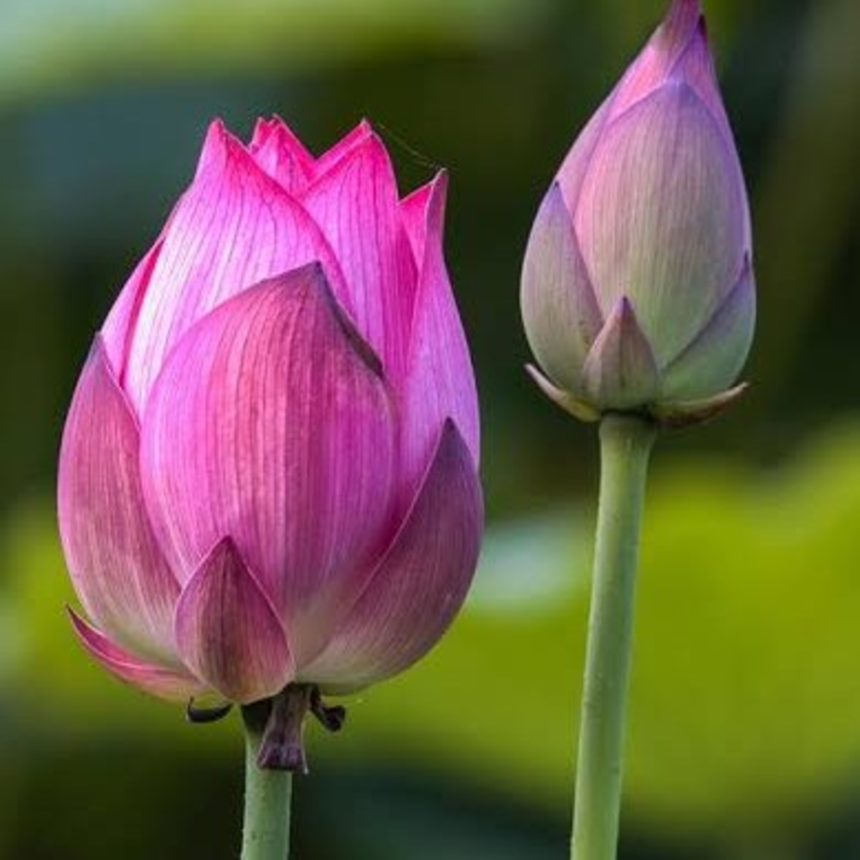সদগুরু মহর্ষি মহামানস