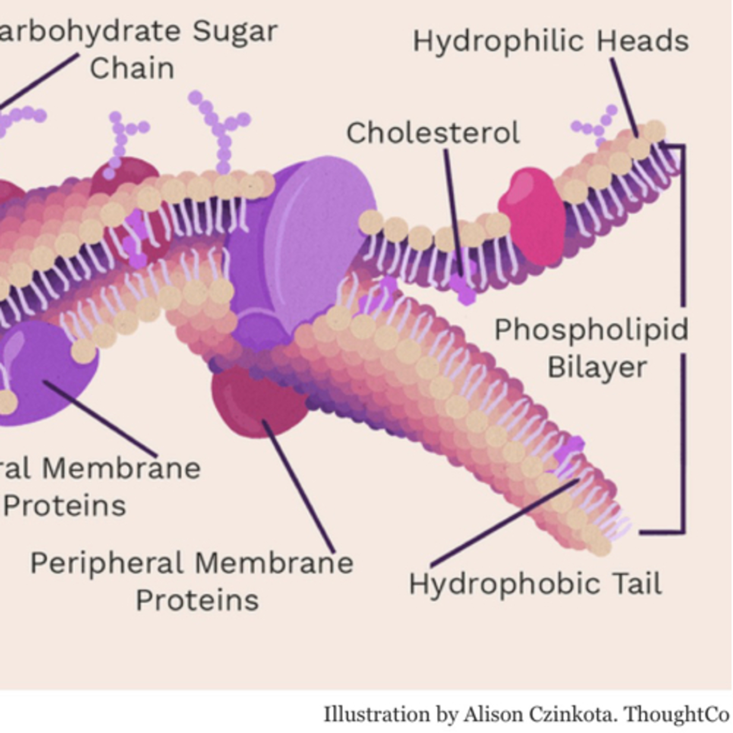 Biology lessons On Air