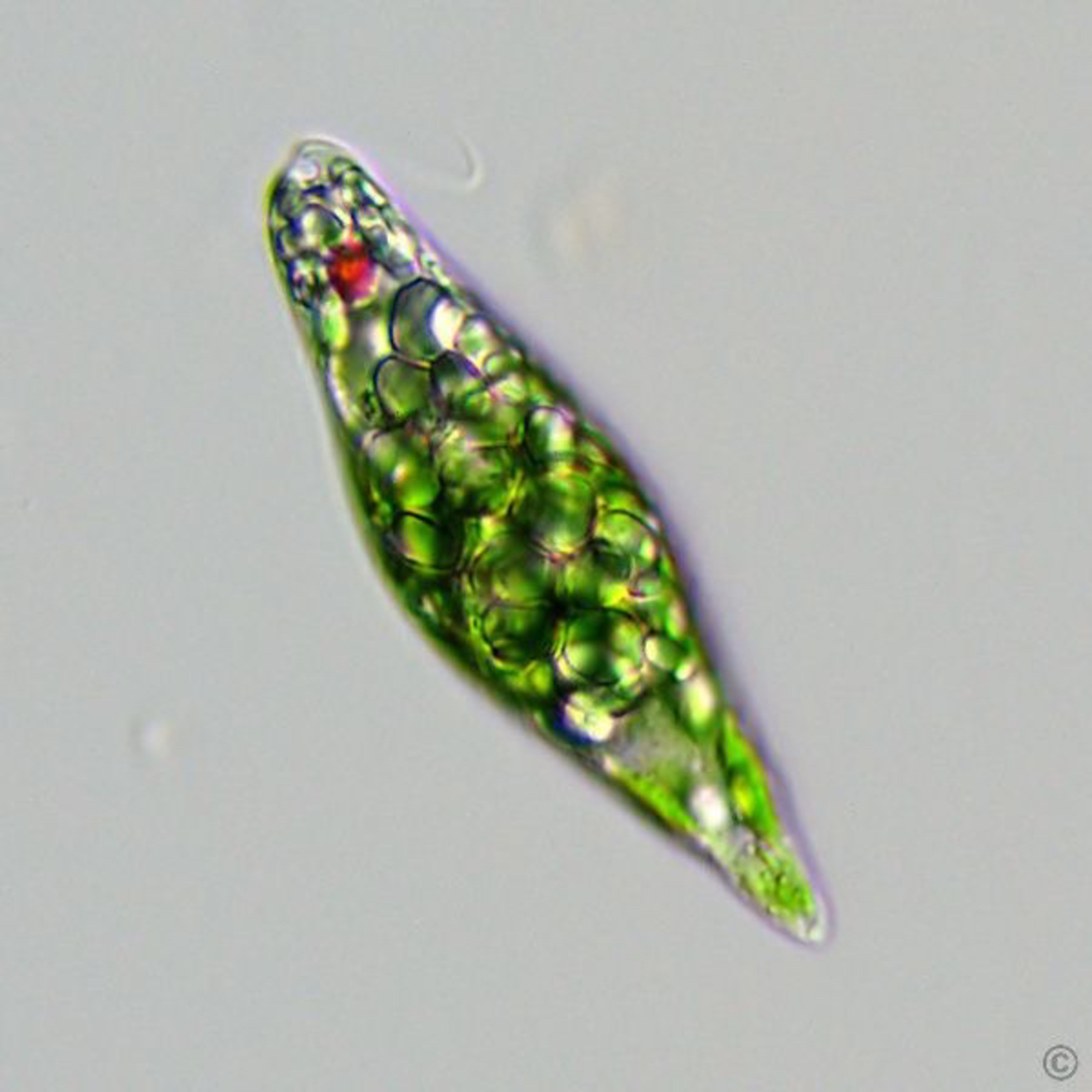 Biology lessons On Air