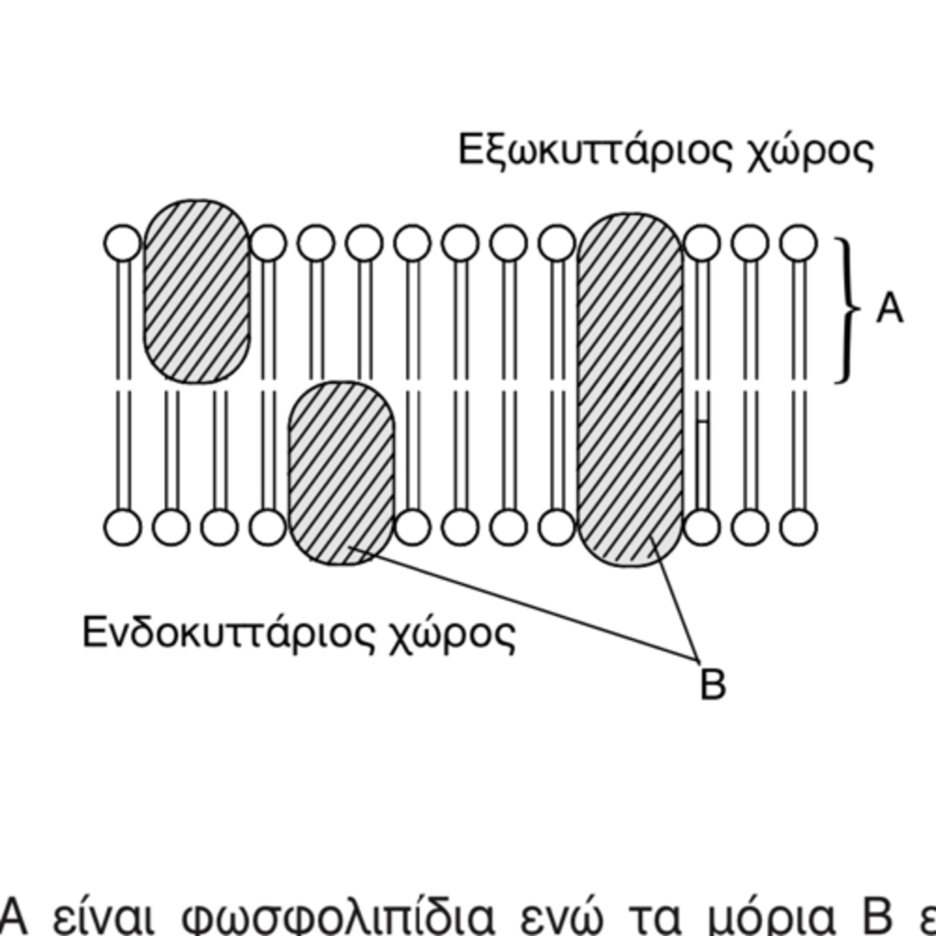 Biology lessons On Air