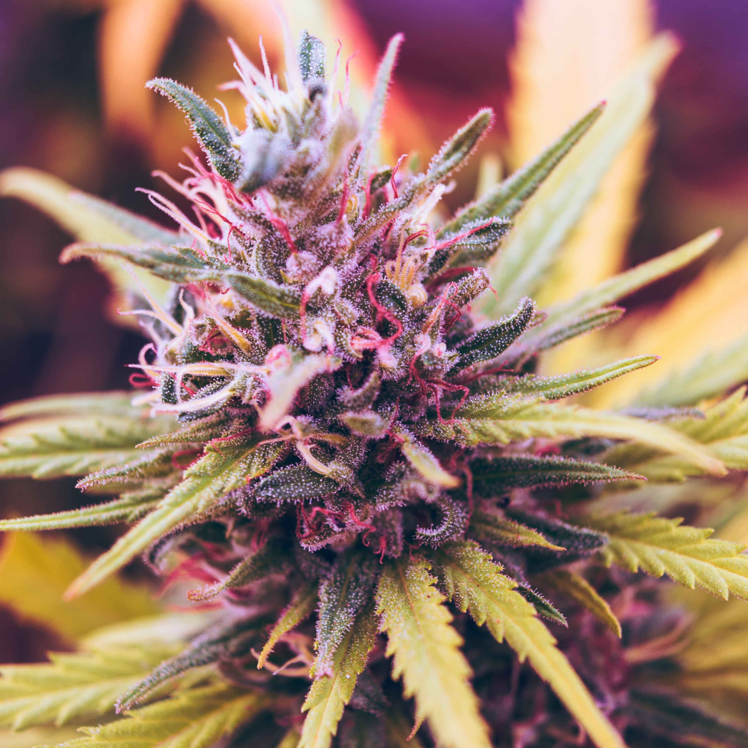 Growing Forward: Cannabis and New Mexico