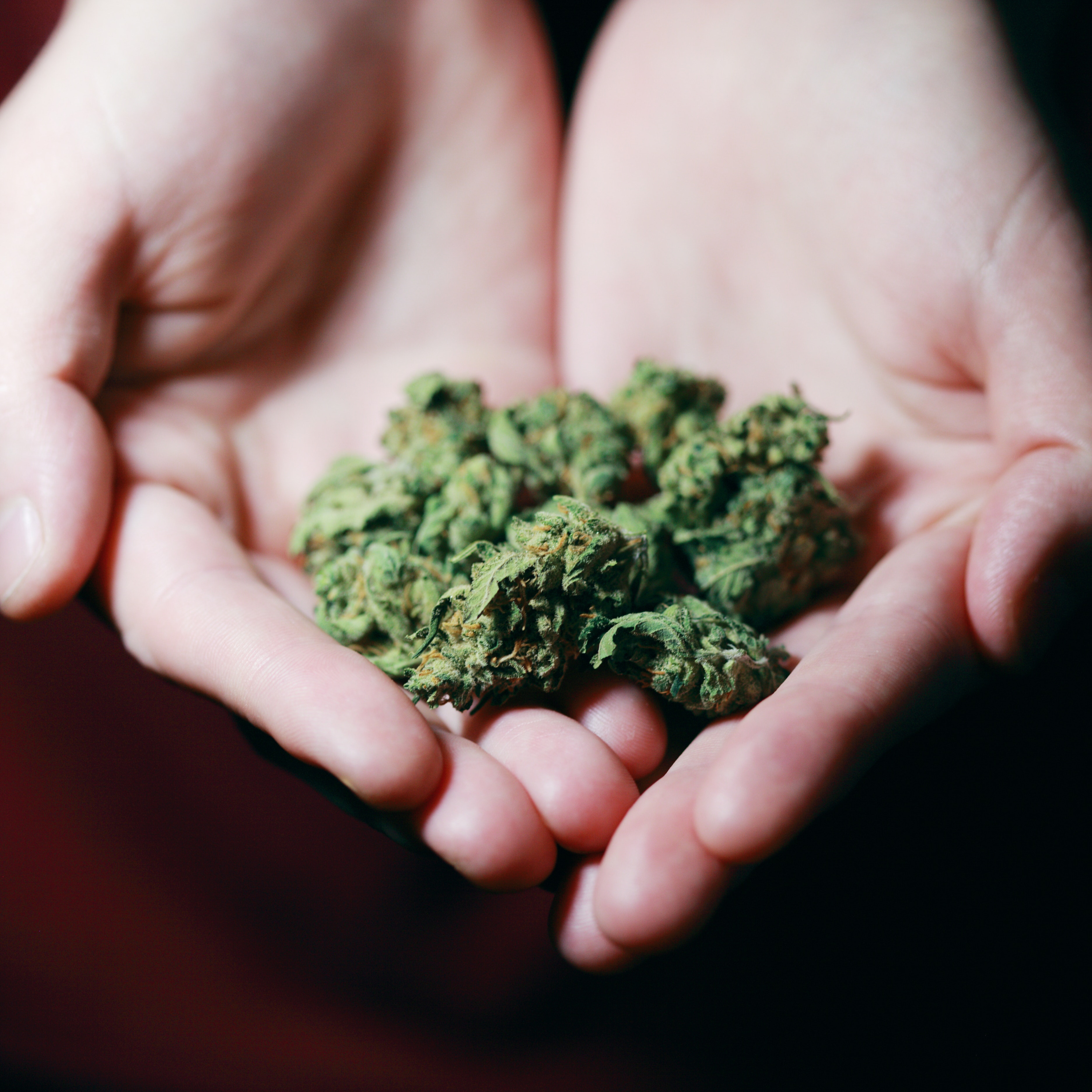 Growing Forward: Cannabis and New Mexico