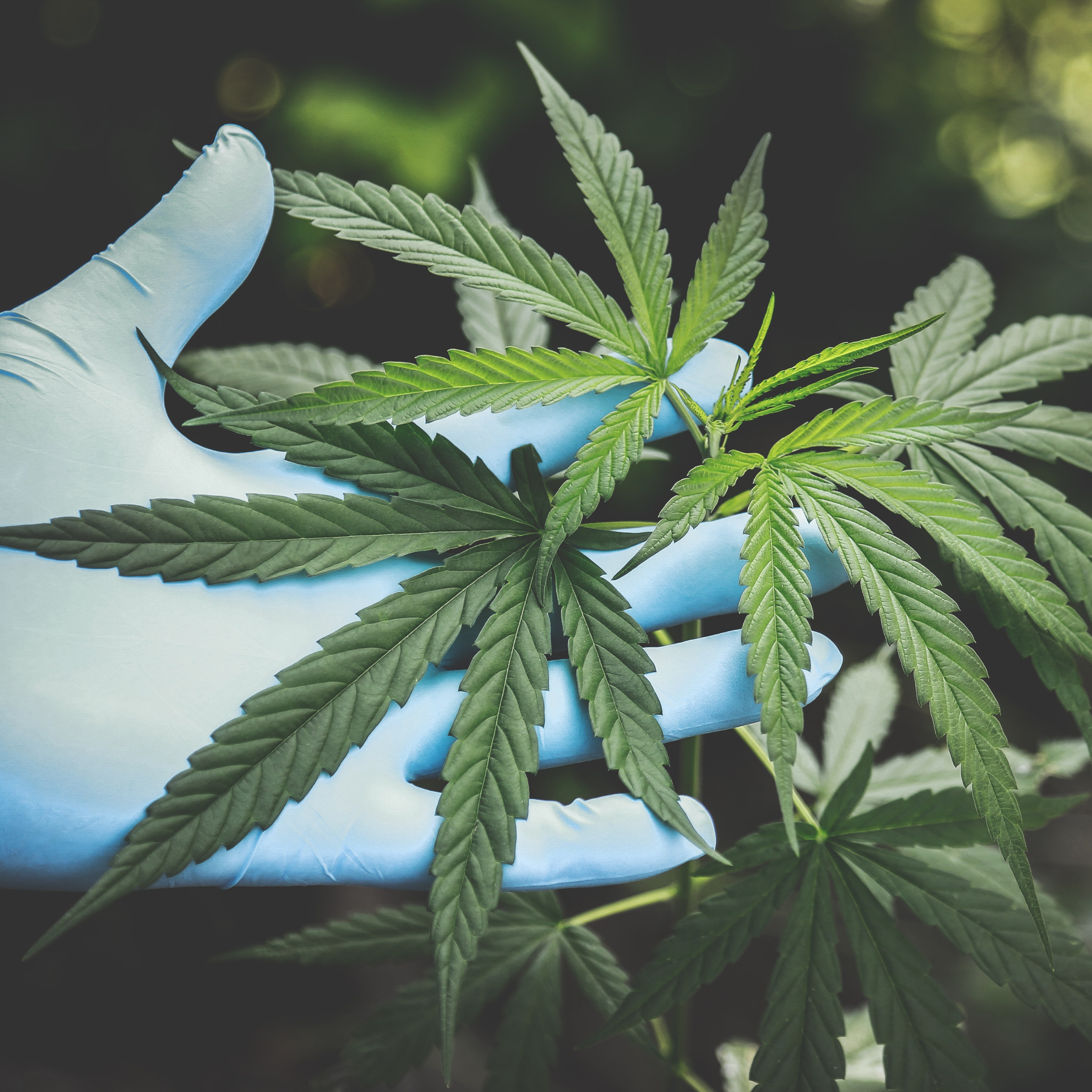 Growing Forward: Cannabis and New Mexico