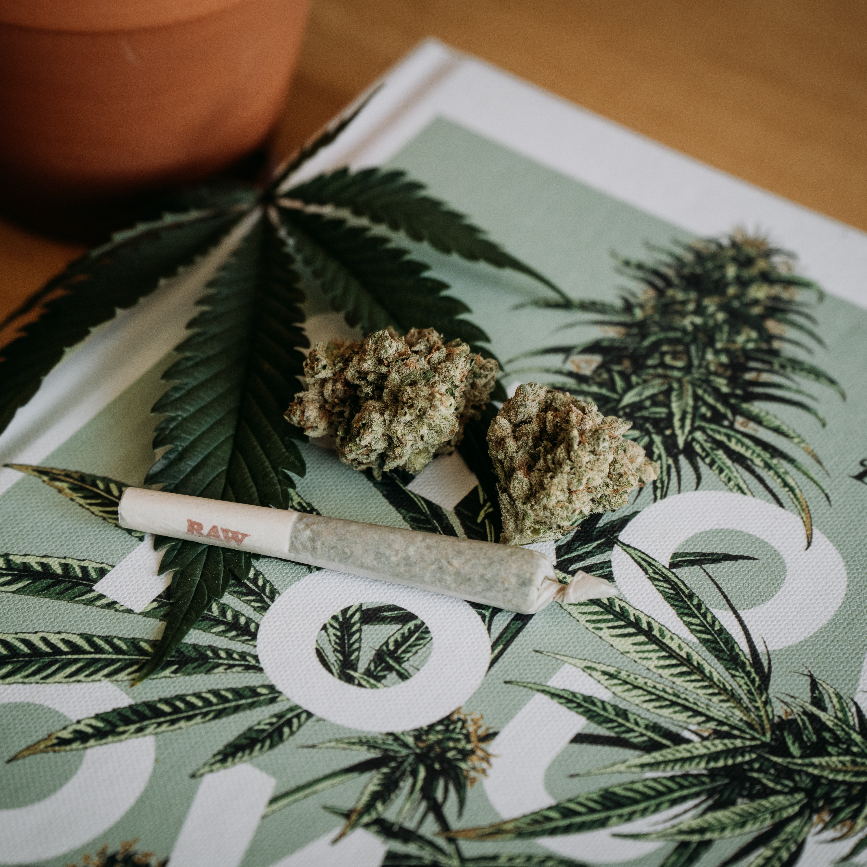 Growing Forward: Cannabis and New Mexico