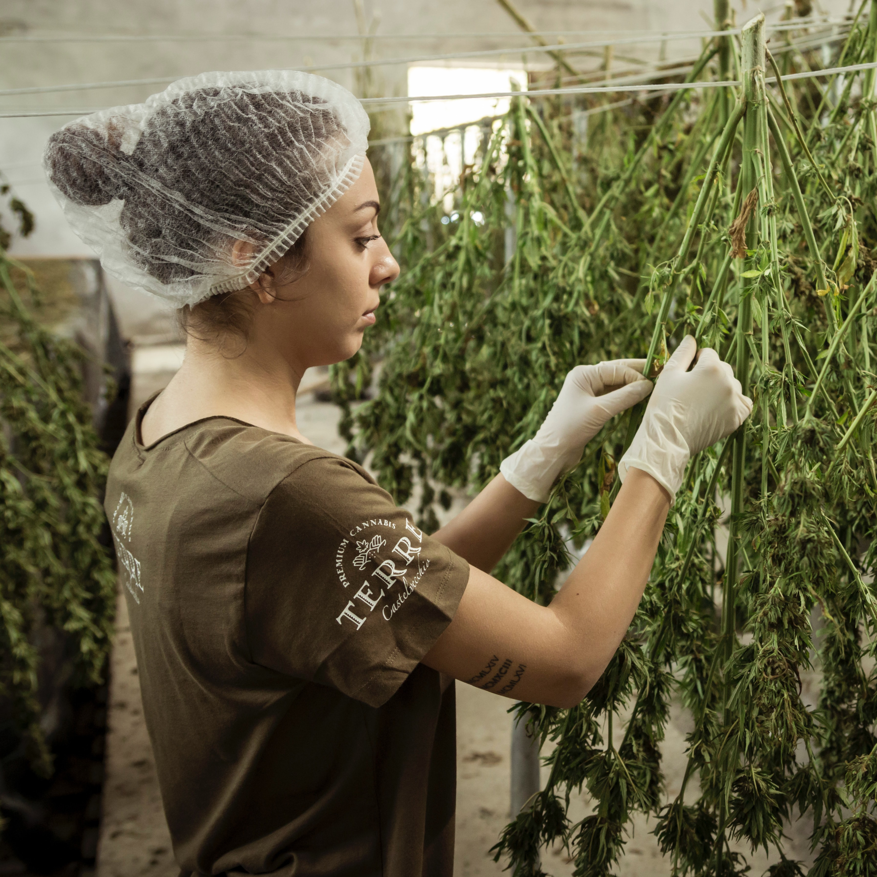 Growing Forward: Cannabis and New Mexico