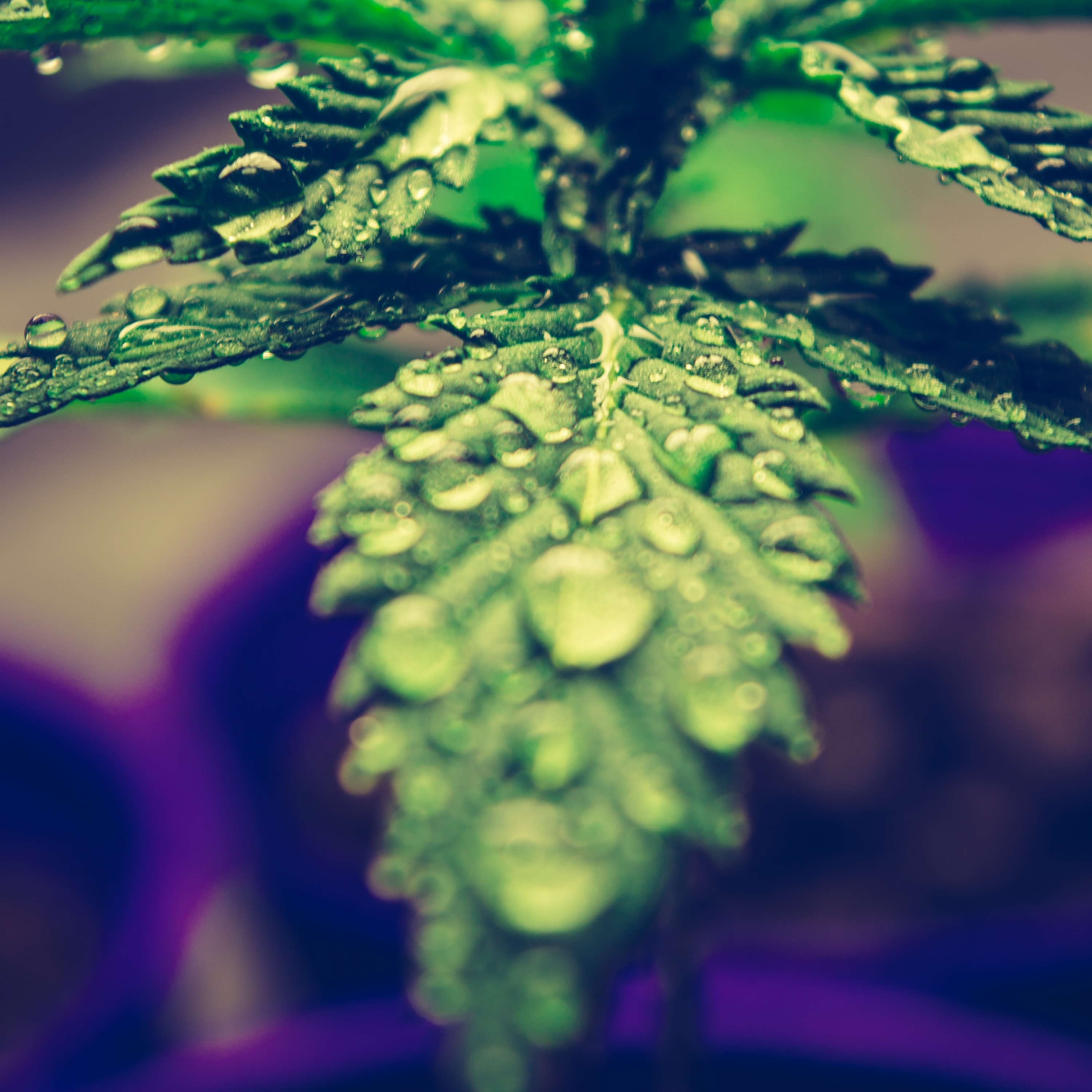 Growing Forward: Cannabis and New Mexico