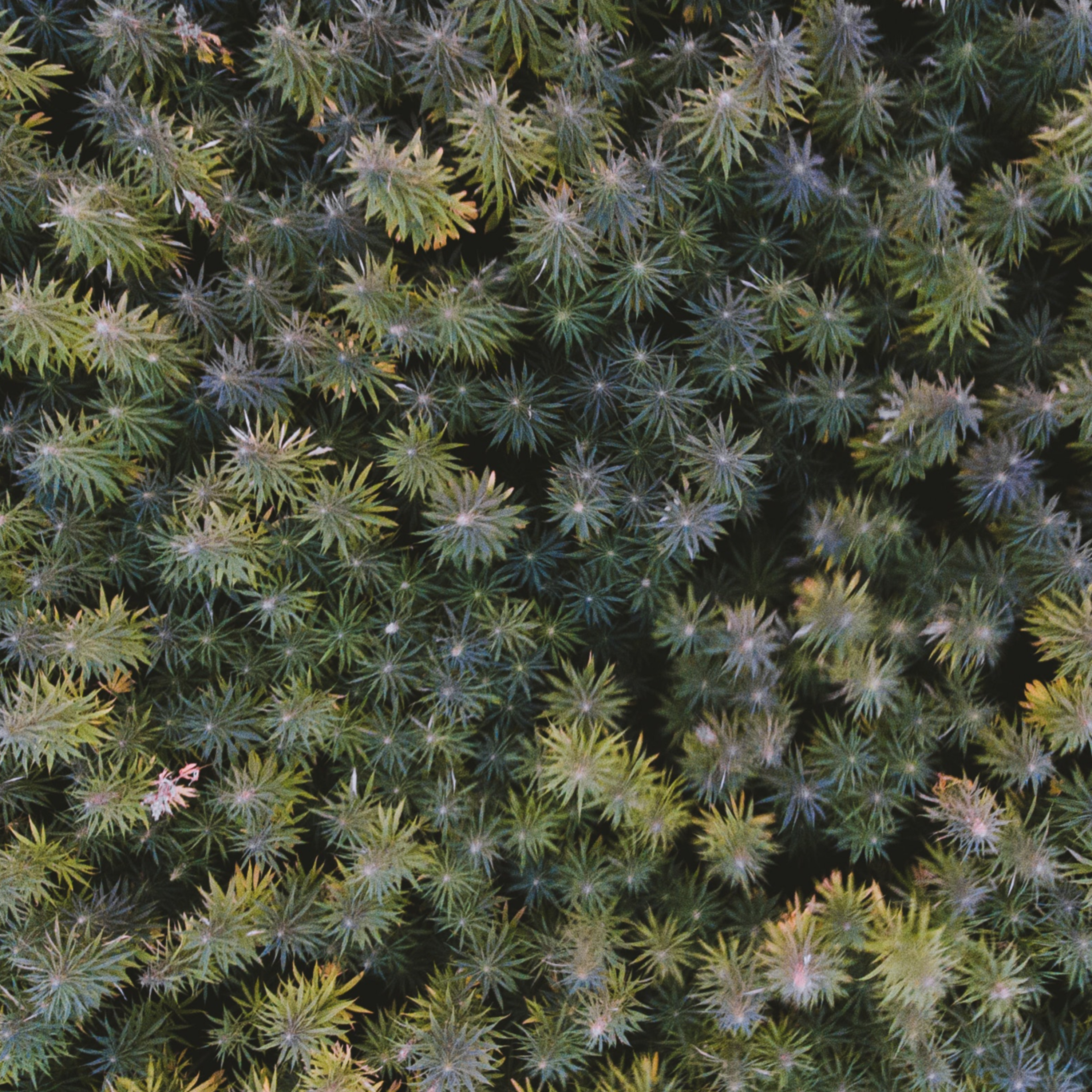 Growing Forward: Cannabis and New Mexico