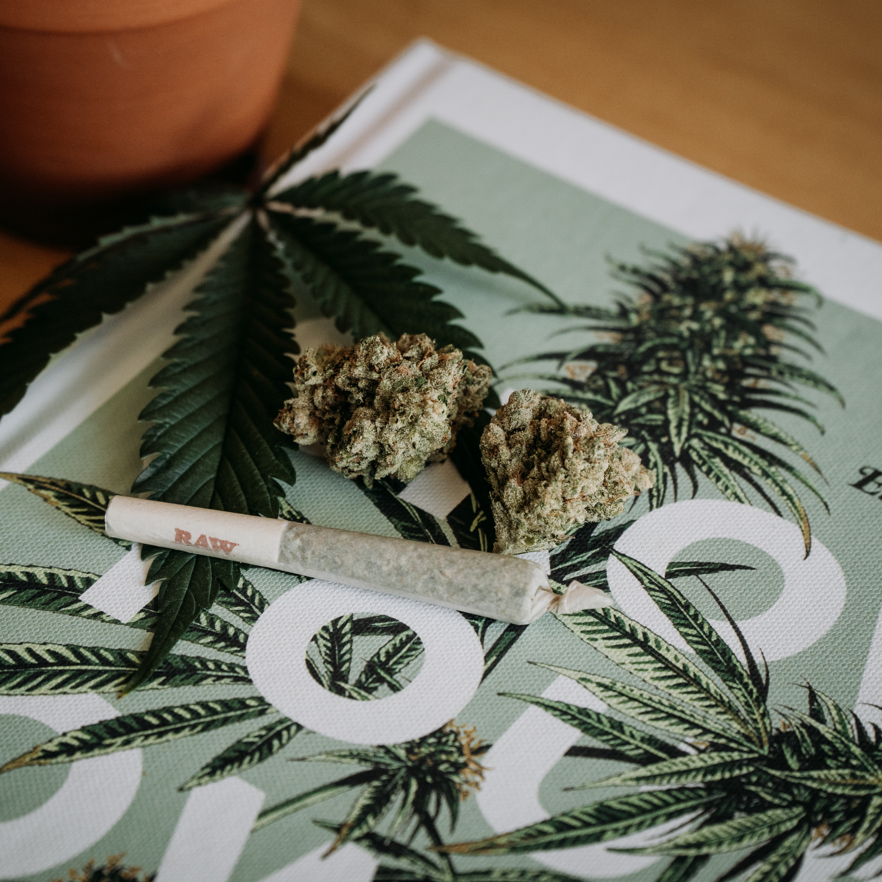 Growing Forward: Cannabis and New Mexico