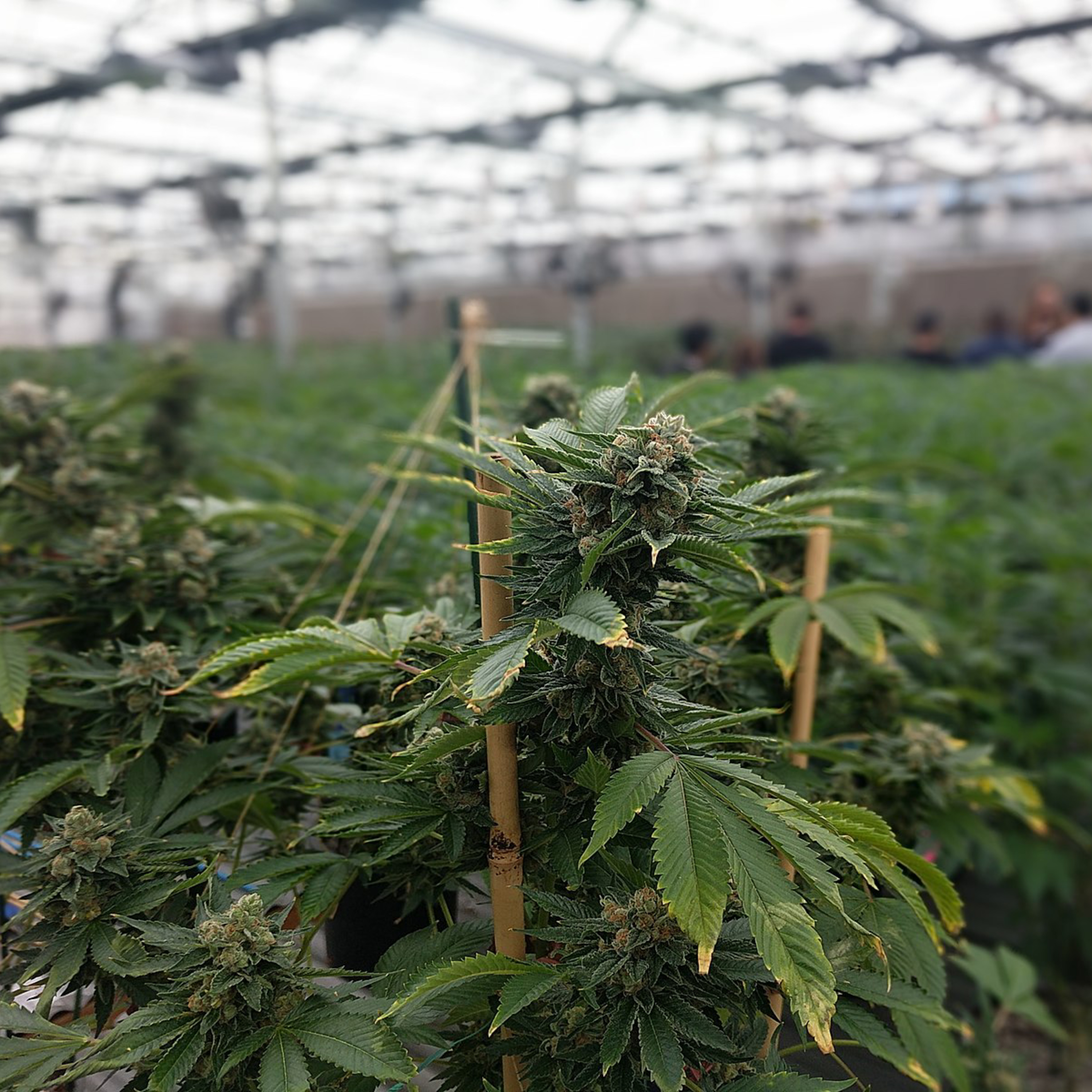 Growing Forward: Cannabis and New Mexico
