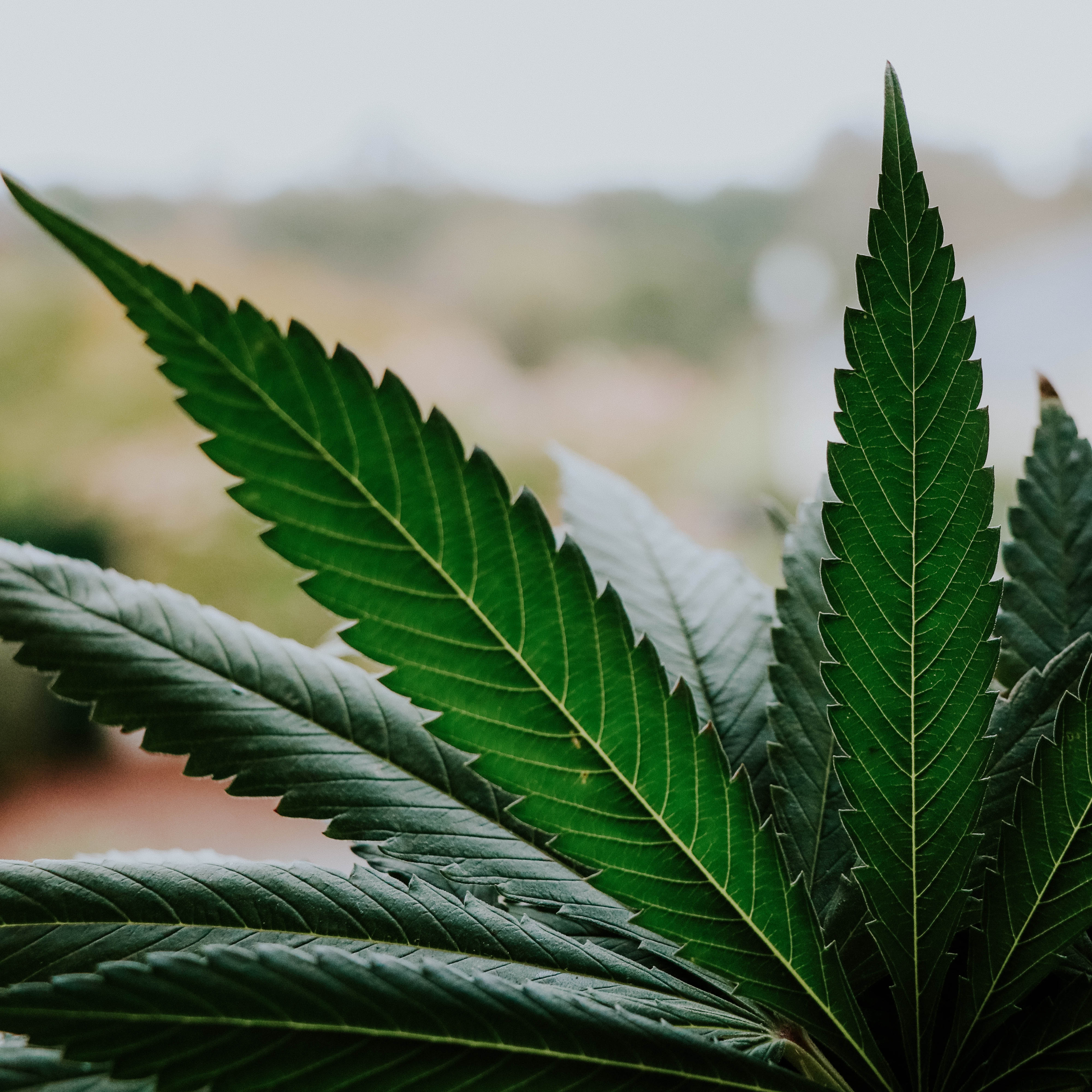Growing Forward: Cannabis and New Mexico