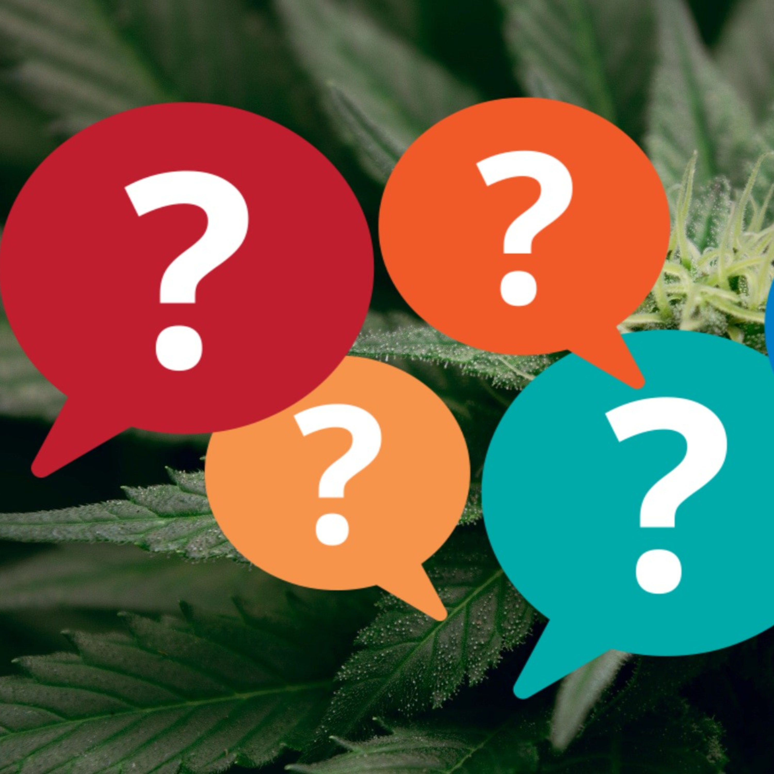 Growing Forward: Cannabis and New Mexico