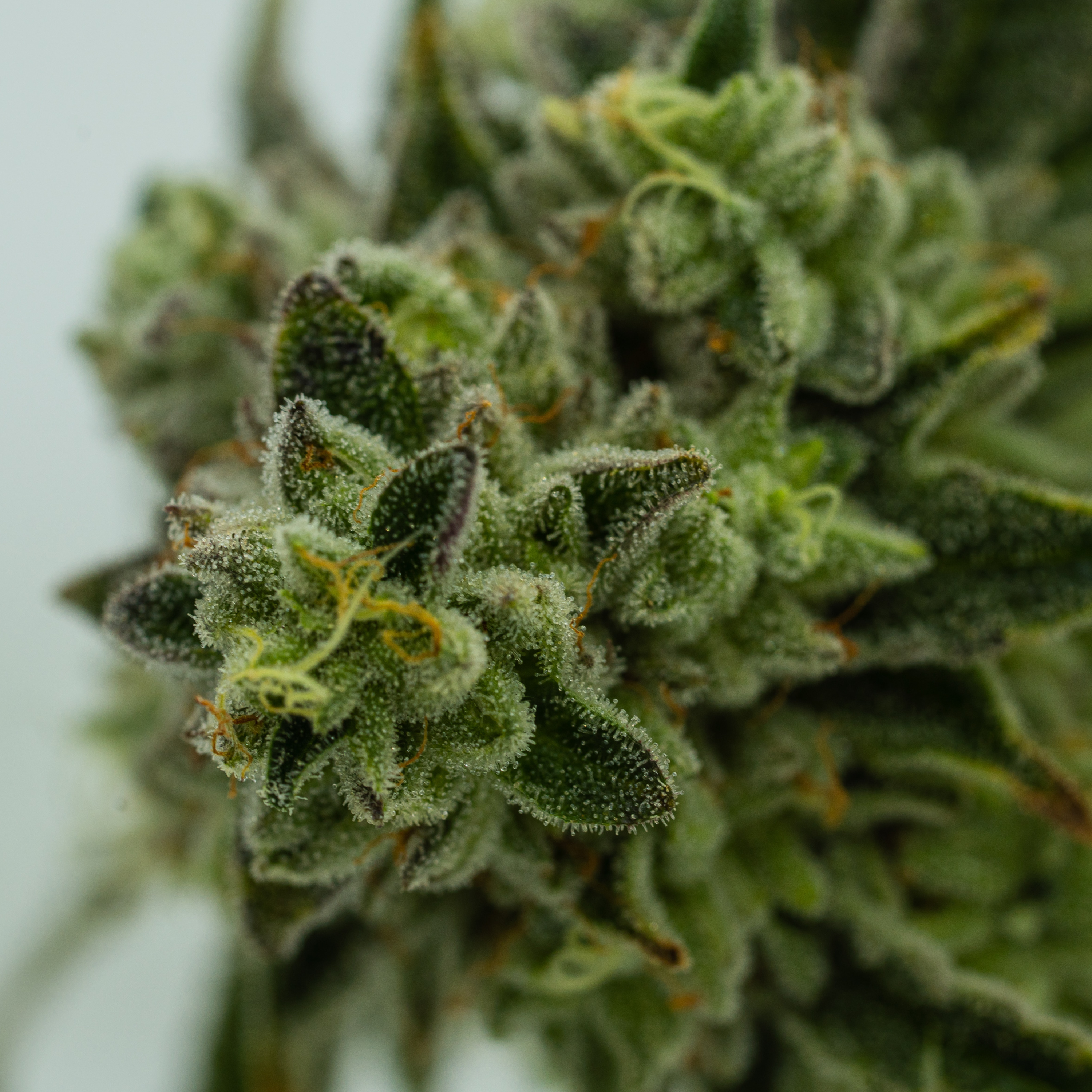 Growing Forward: Cannabis and New Mexico