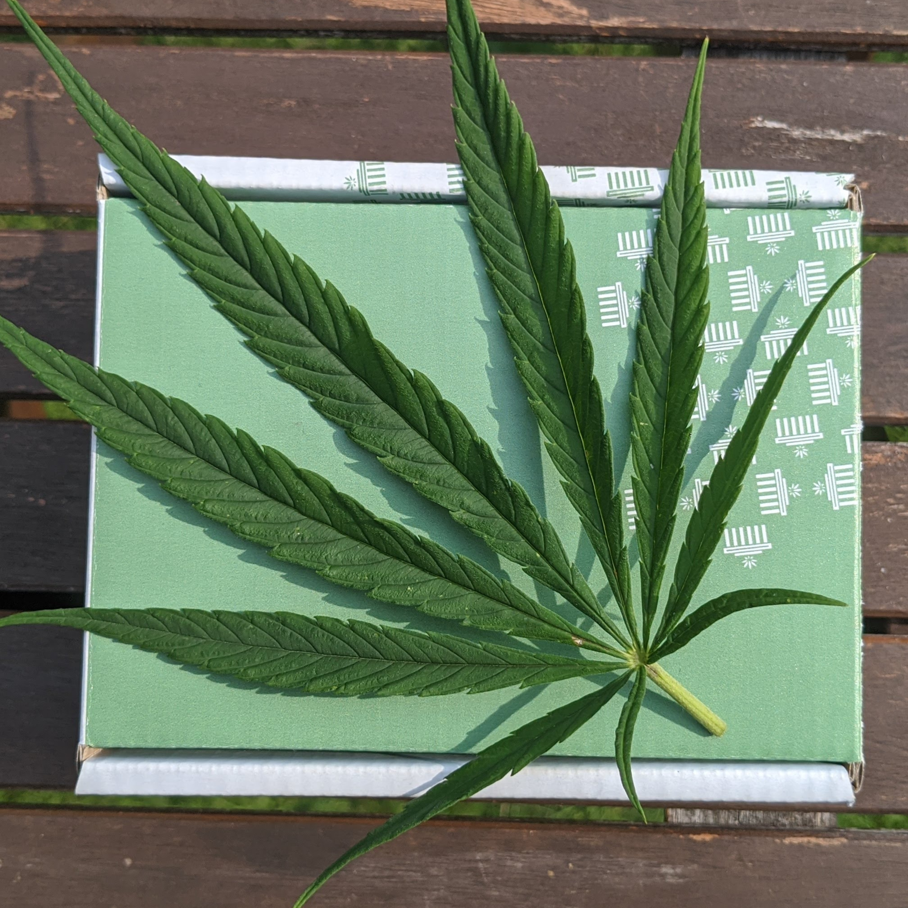 Growing Forward: Cannabis and New Mexico