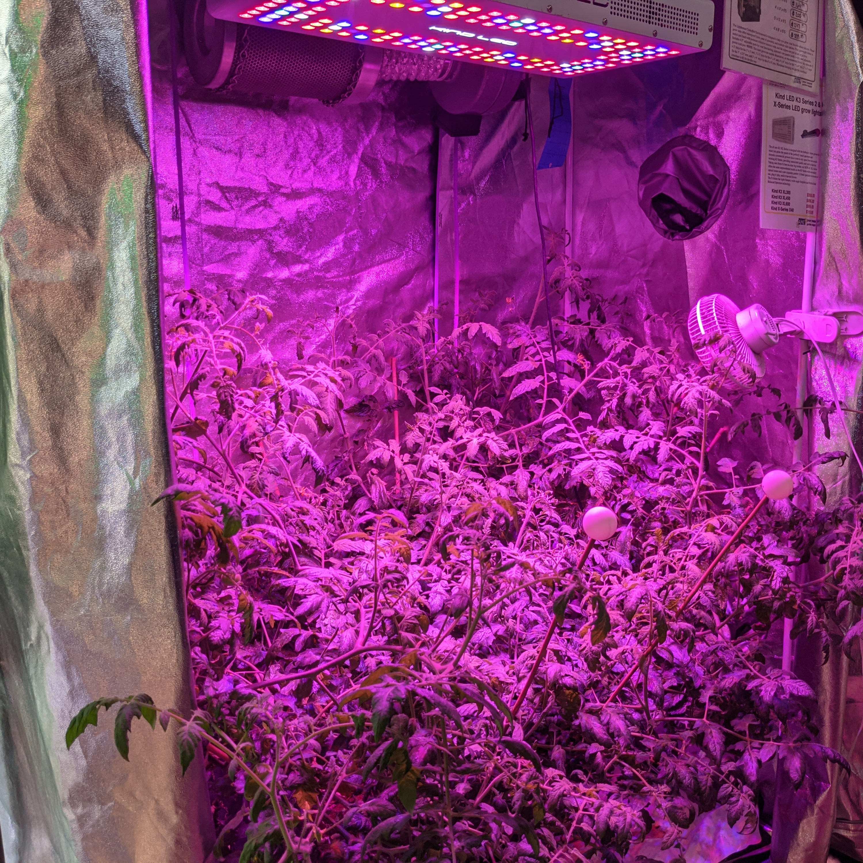 Growing Forward: Cannabis and New Mexico