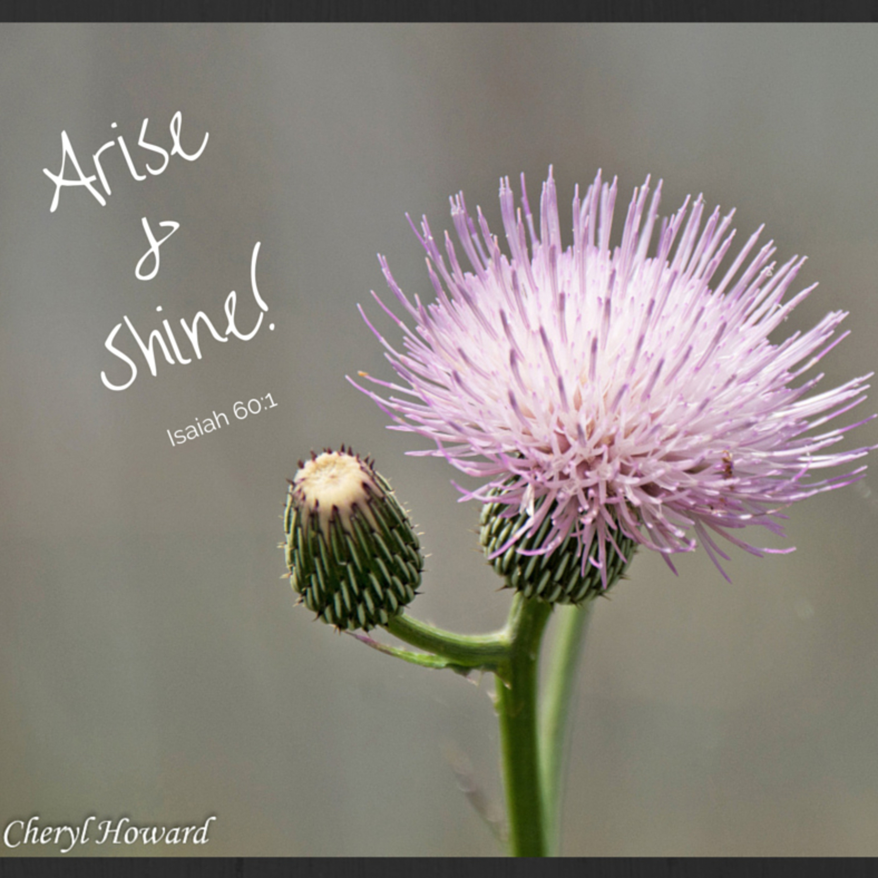 Shine as Lights