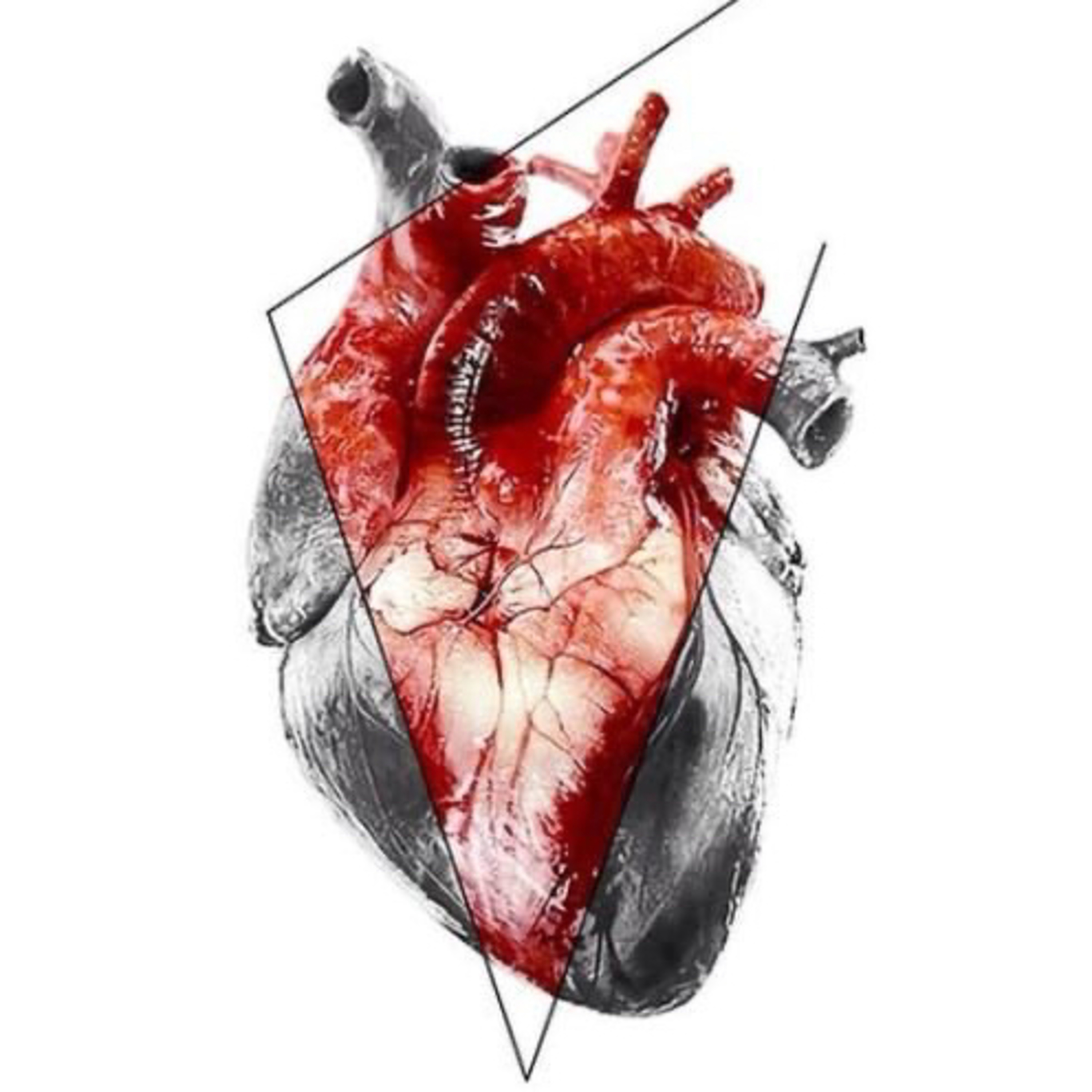Sistema Cardiovascular 