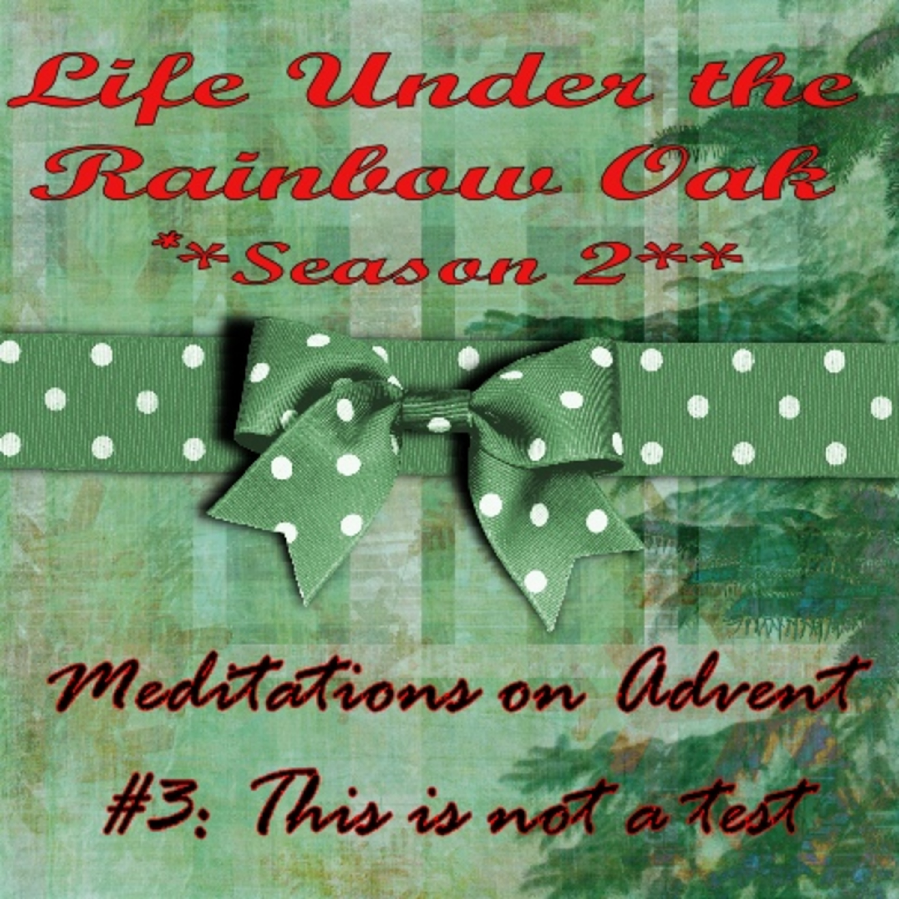 Life Under the Rainbow Oak