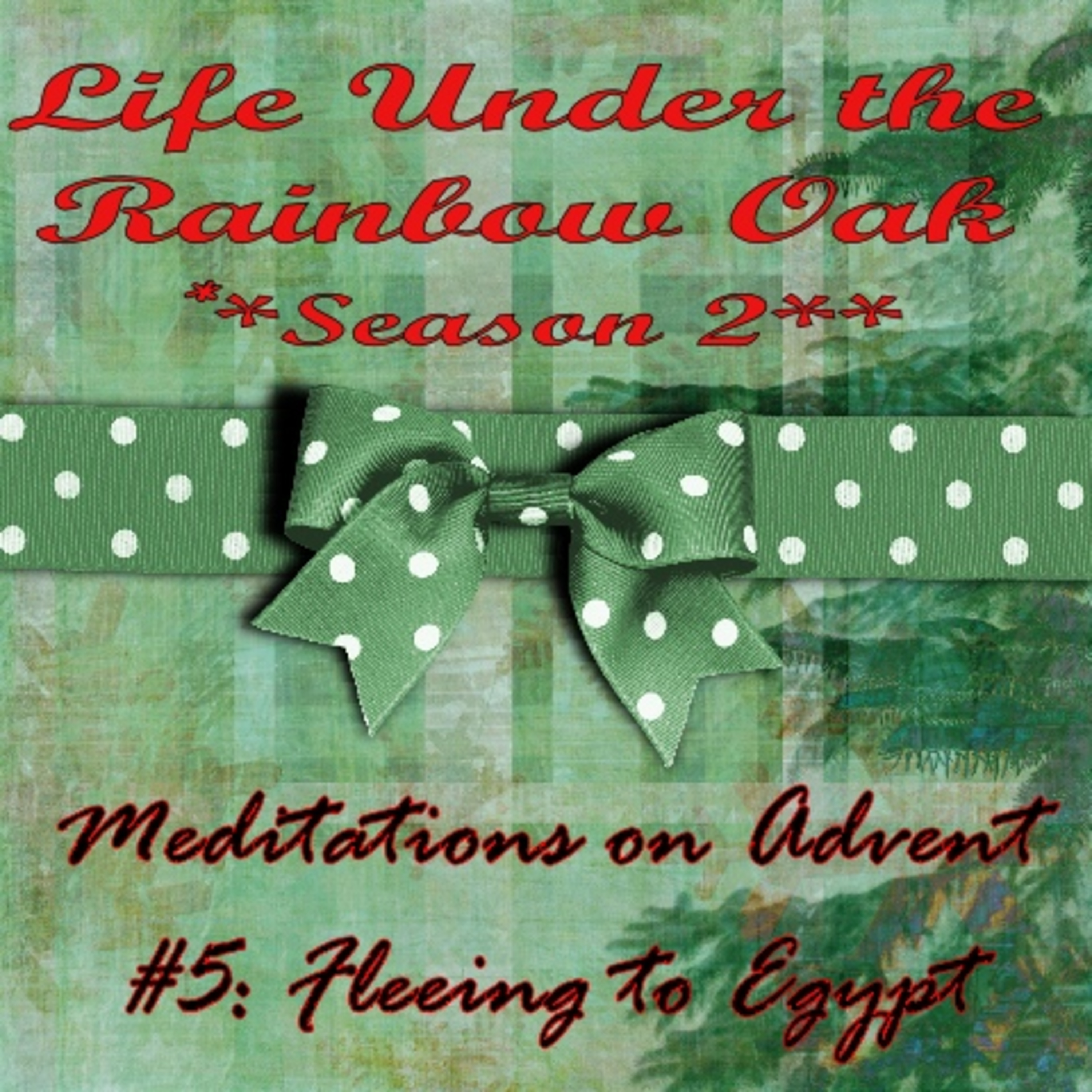Life Under the Rainbow Oak