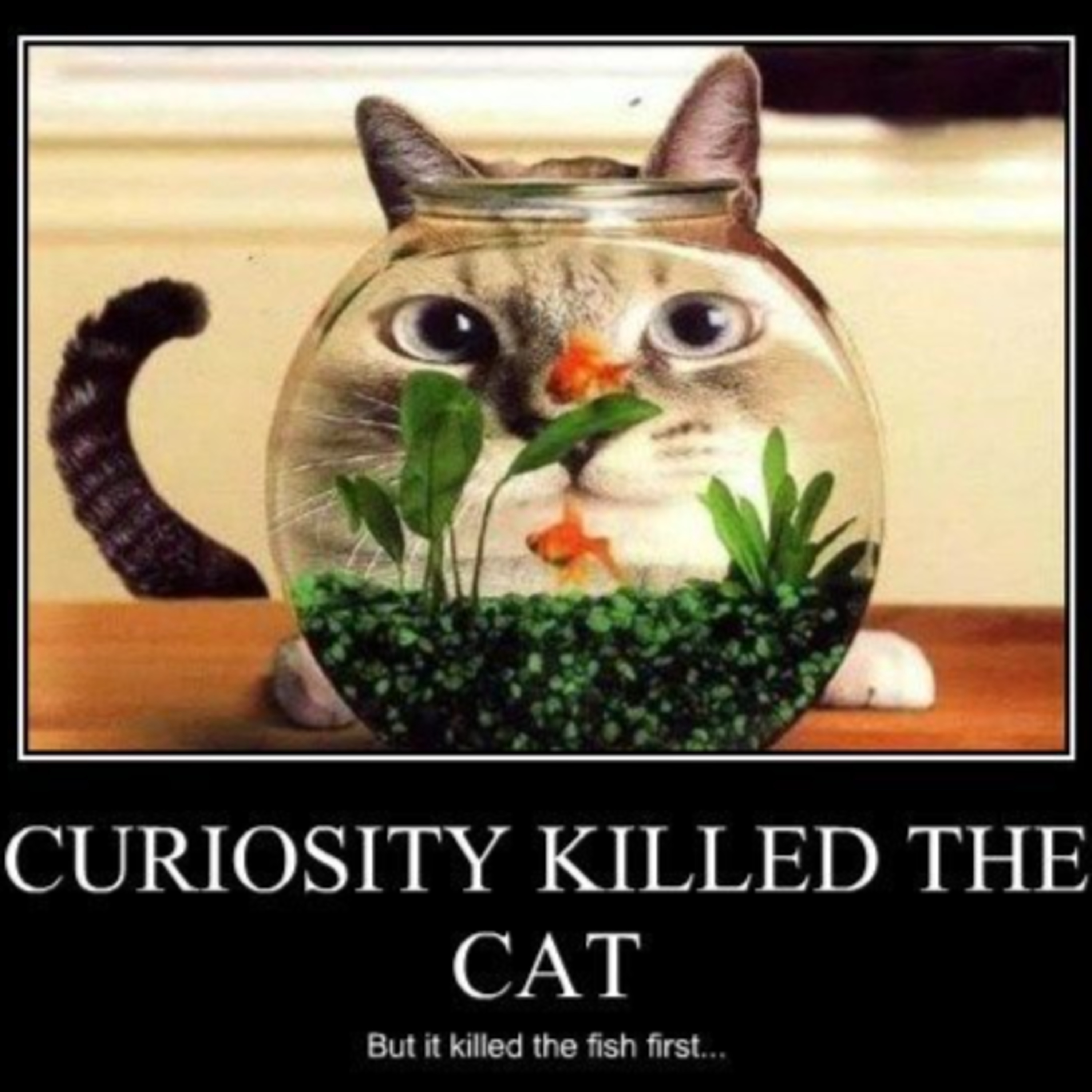 DID CURIOSITY KILL THE CAT?  episode artwork