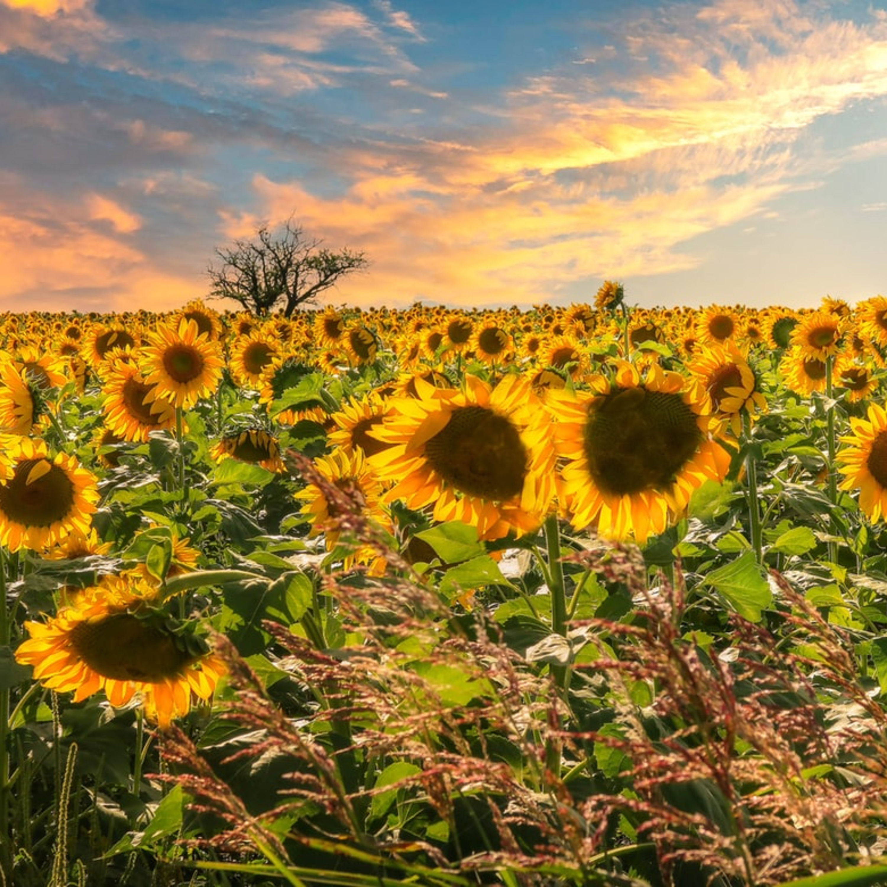 Alberto Azevedo - Meditation and insight stories.Textos meditativos e meditações terapêuticas.