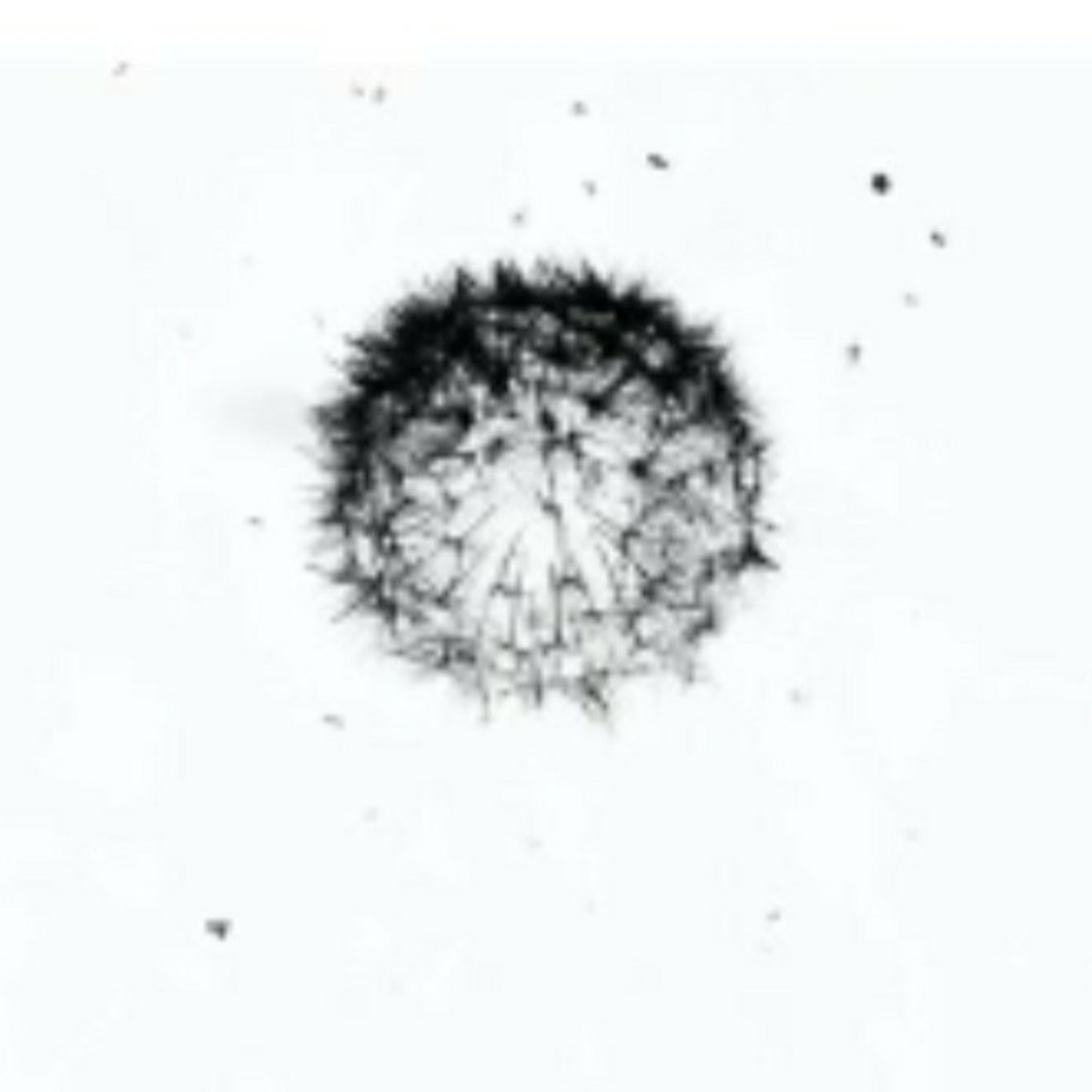 The Art of Being - Eight Music Compositions by Helene Amelia Rosa Jank