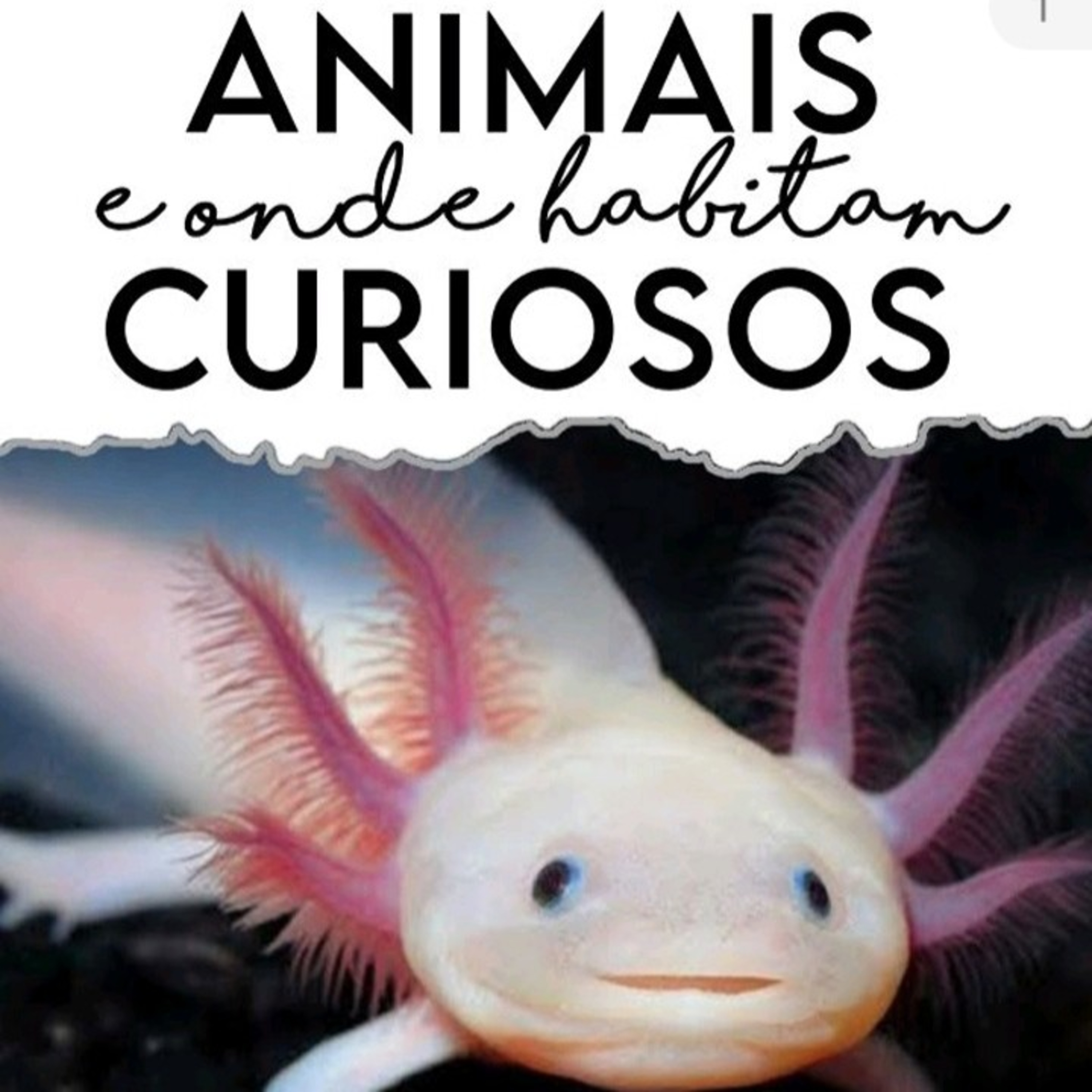 Animais curiosos e onde vivem episode artwork