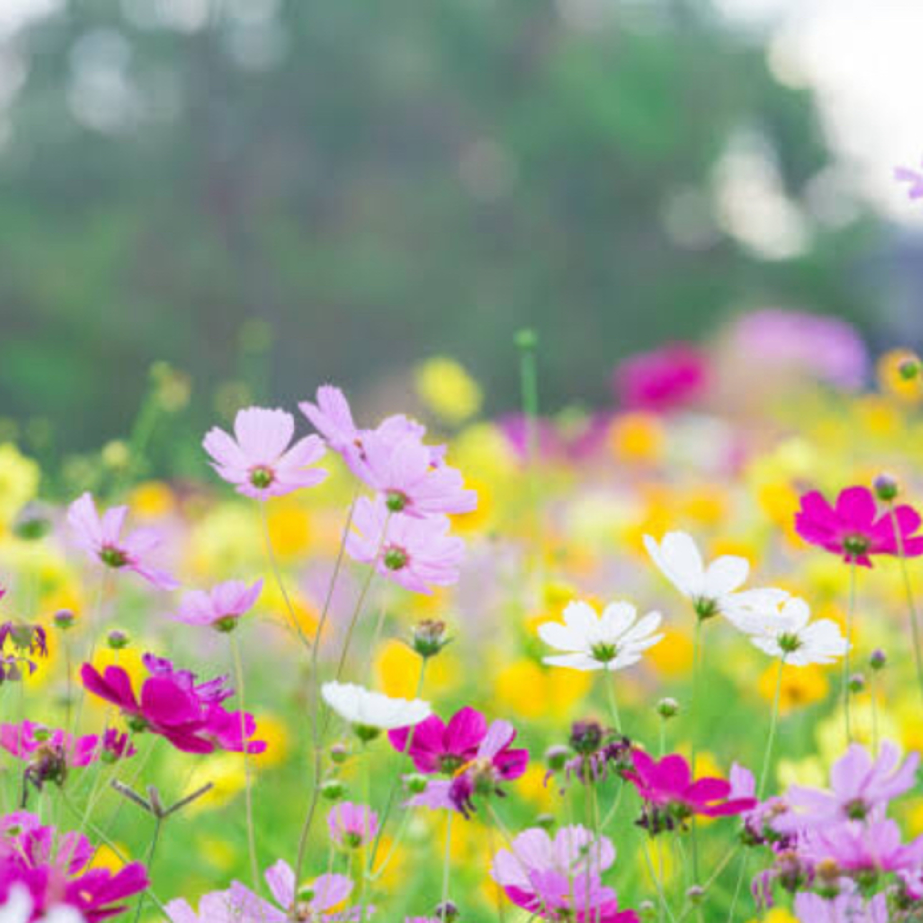 Fraternidade Cristã