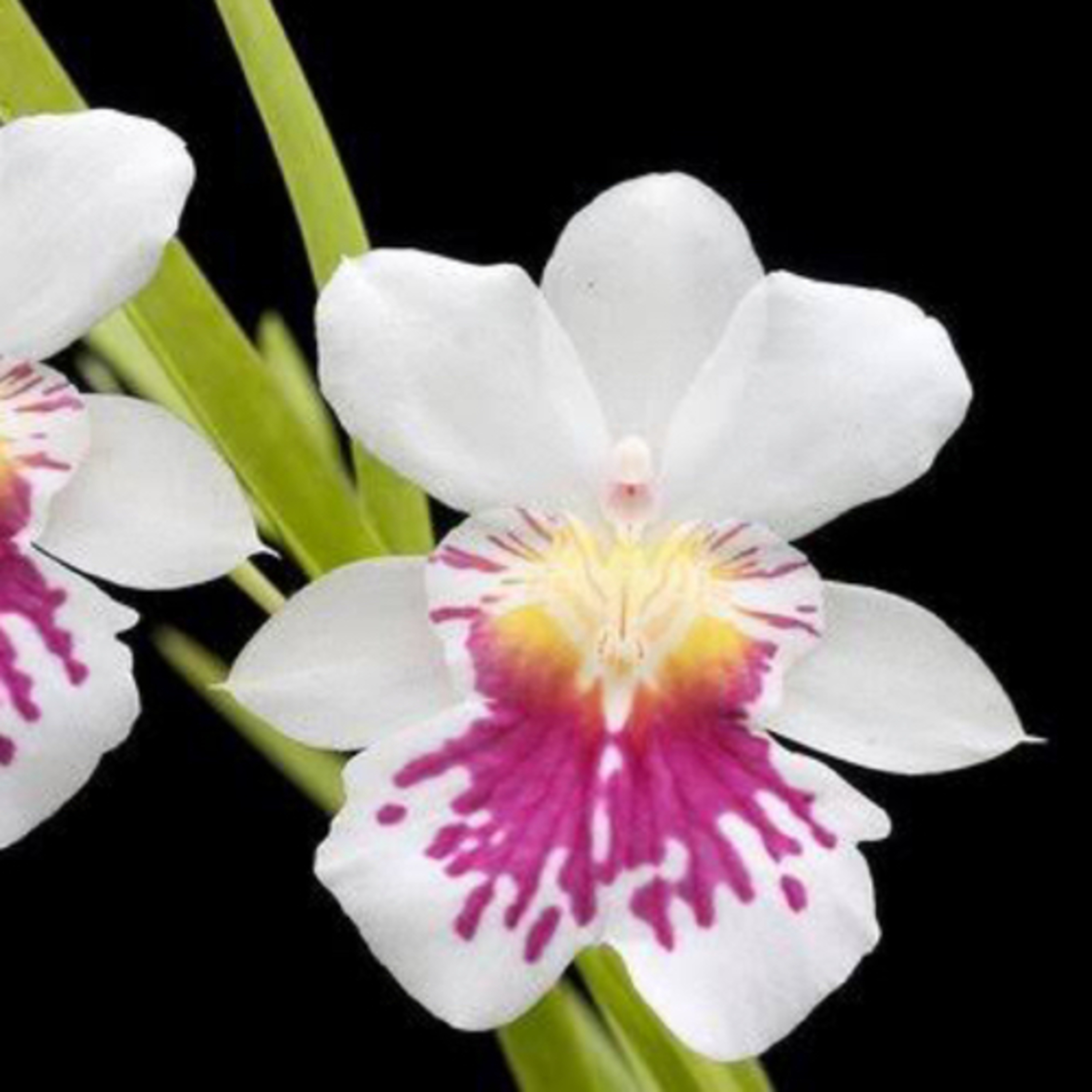 Fraternidade Cristã