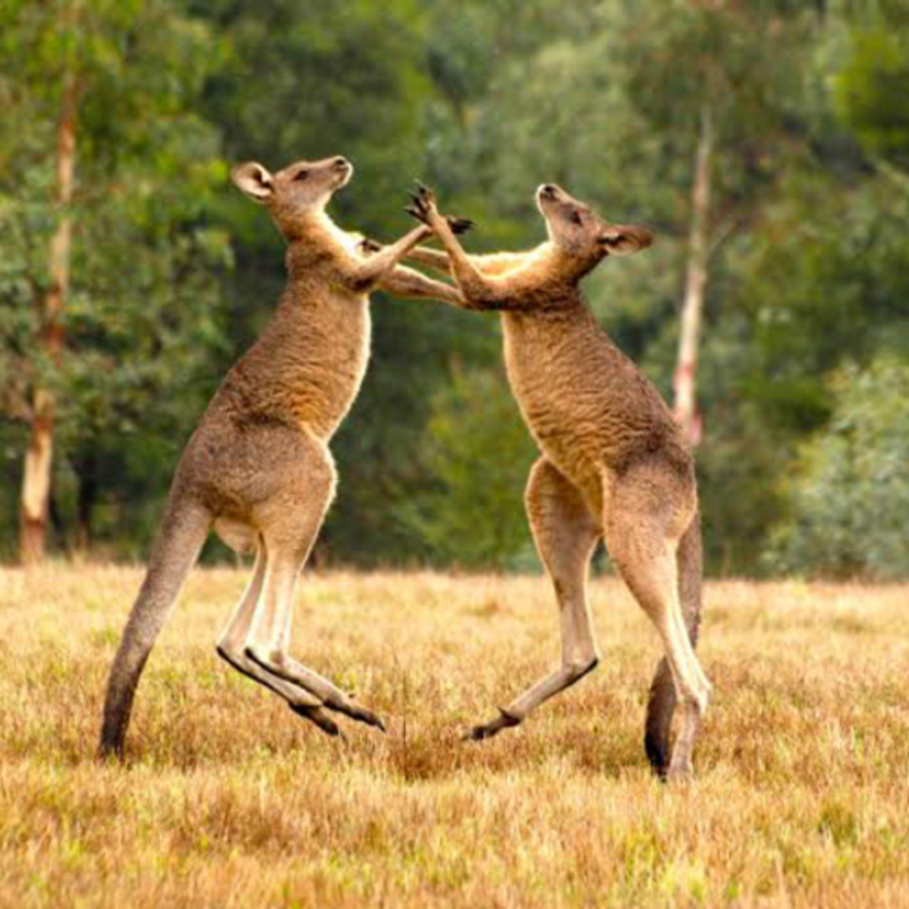 Fraternidade Cristã