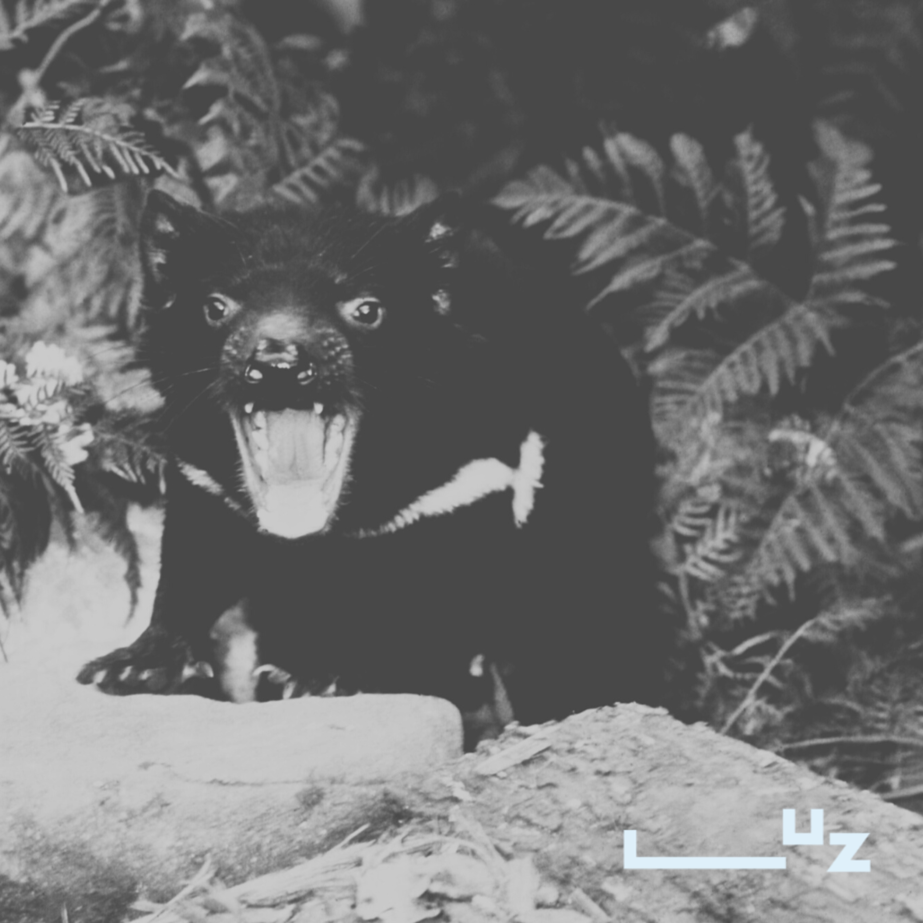#bio: transmissible cancers in Tasmanian devils | Max Stammnitz, University of Cambridge episode artwork