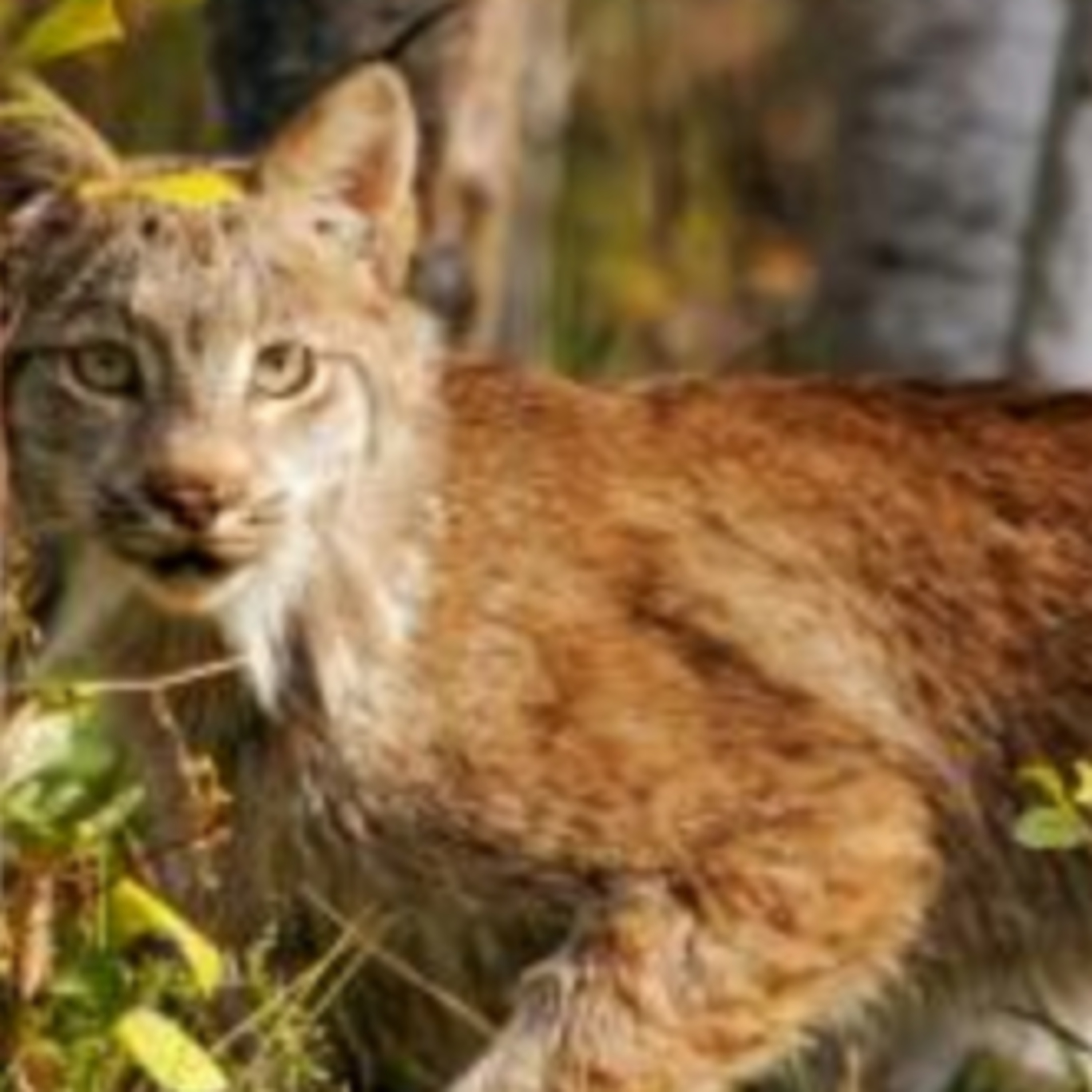 The Anthrozoology Podcast