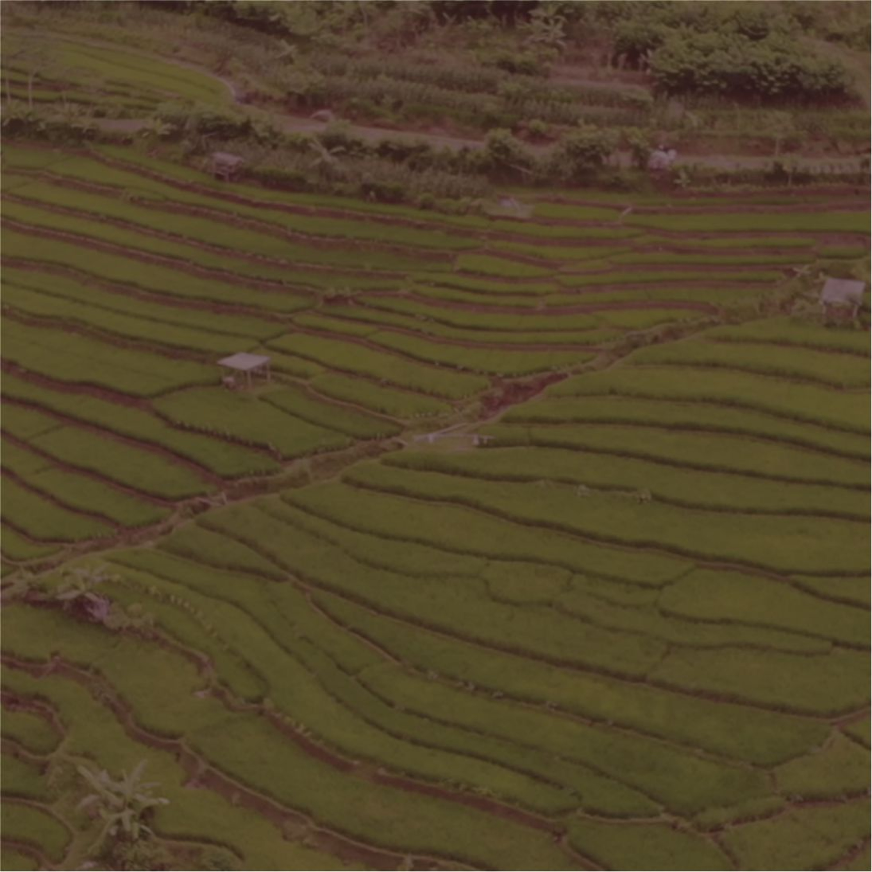 Paniradya Kaistimewan Podcast
