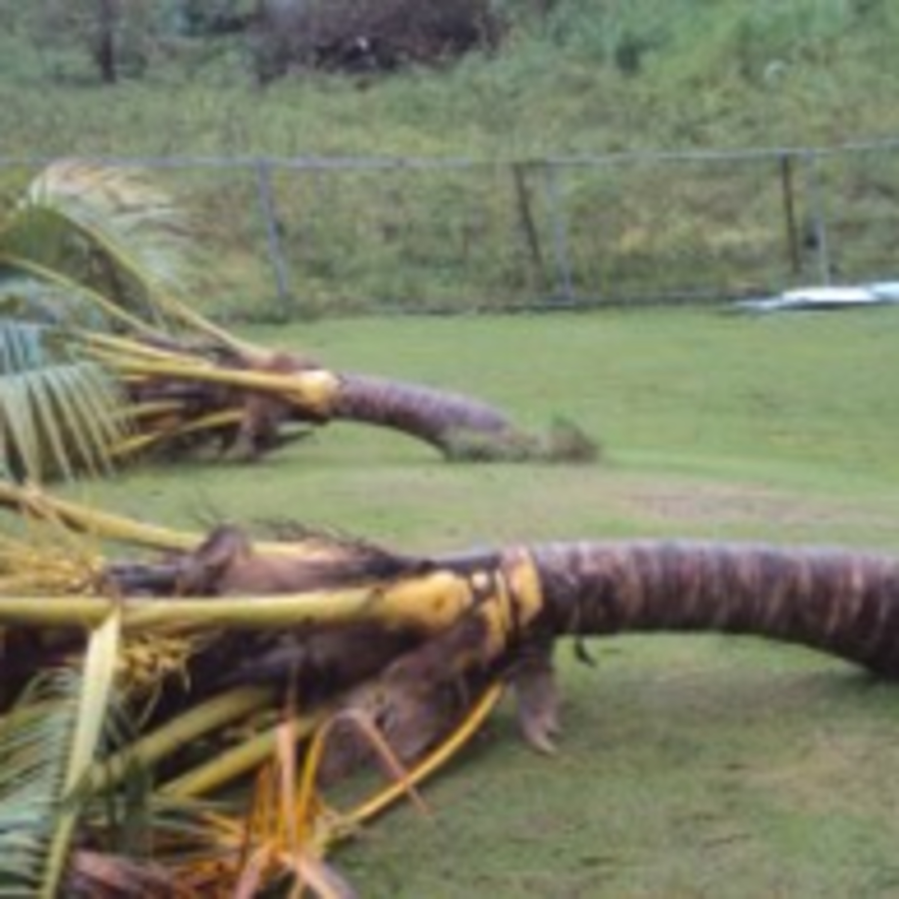Hurricane Maria (Part 3) - Free Podcast #19