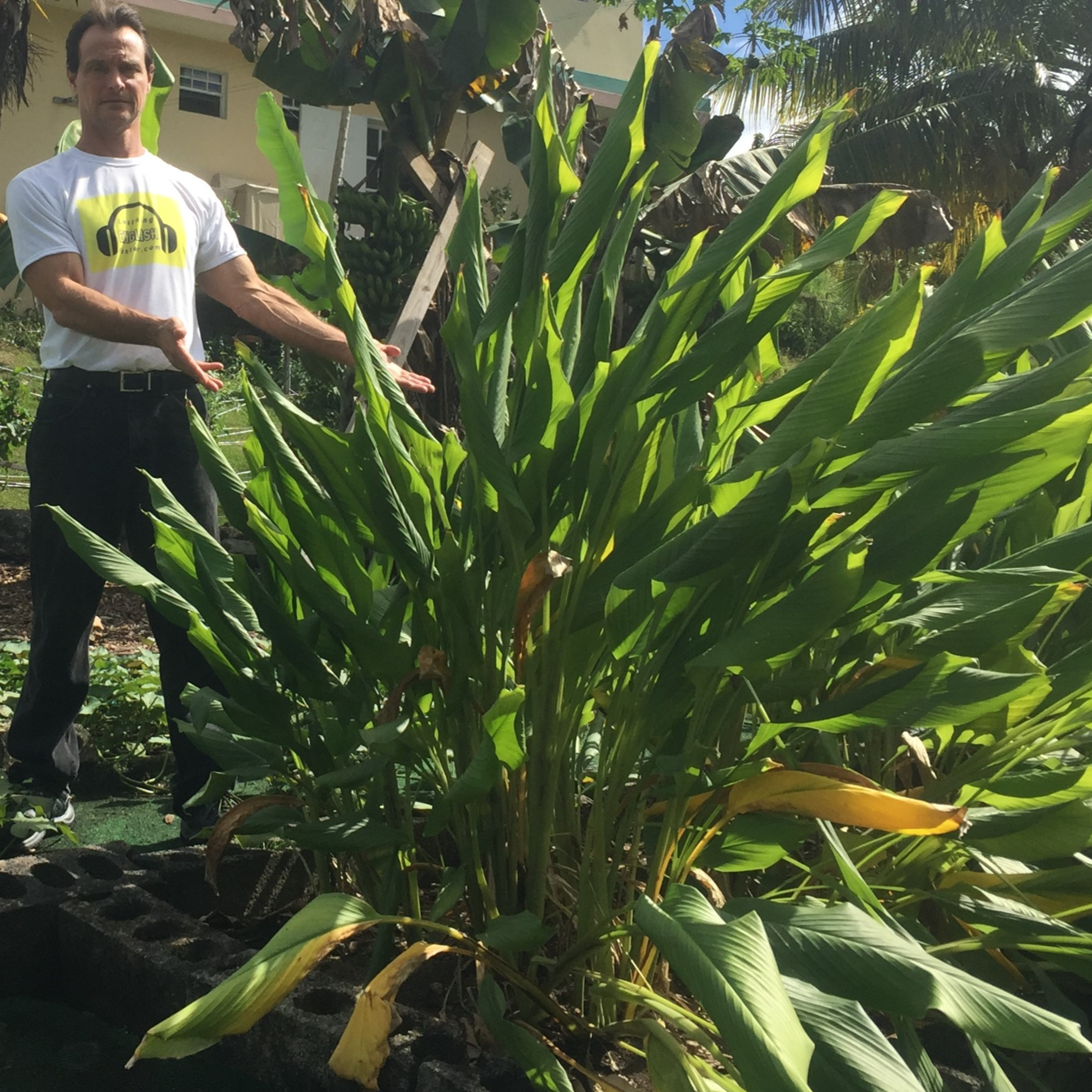 Turmeric, the super-superfood - Free Podcast #23