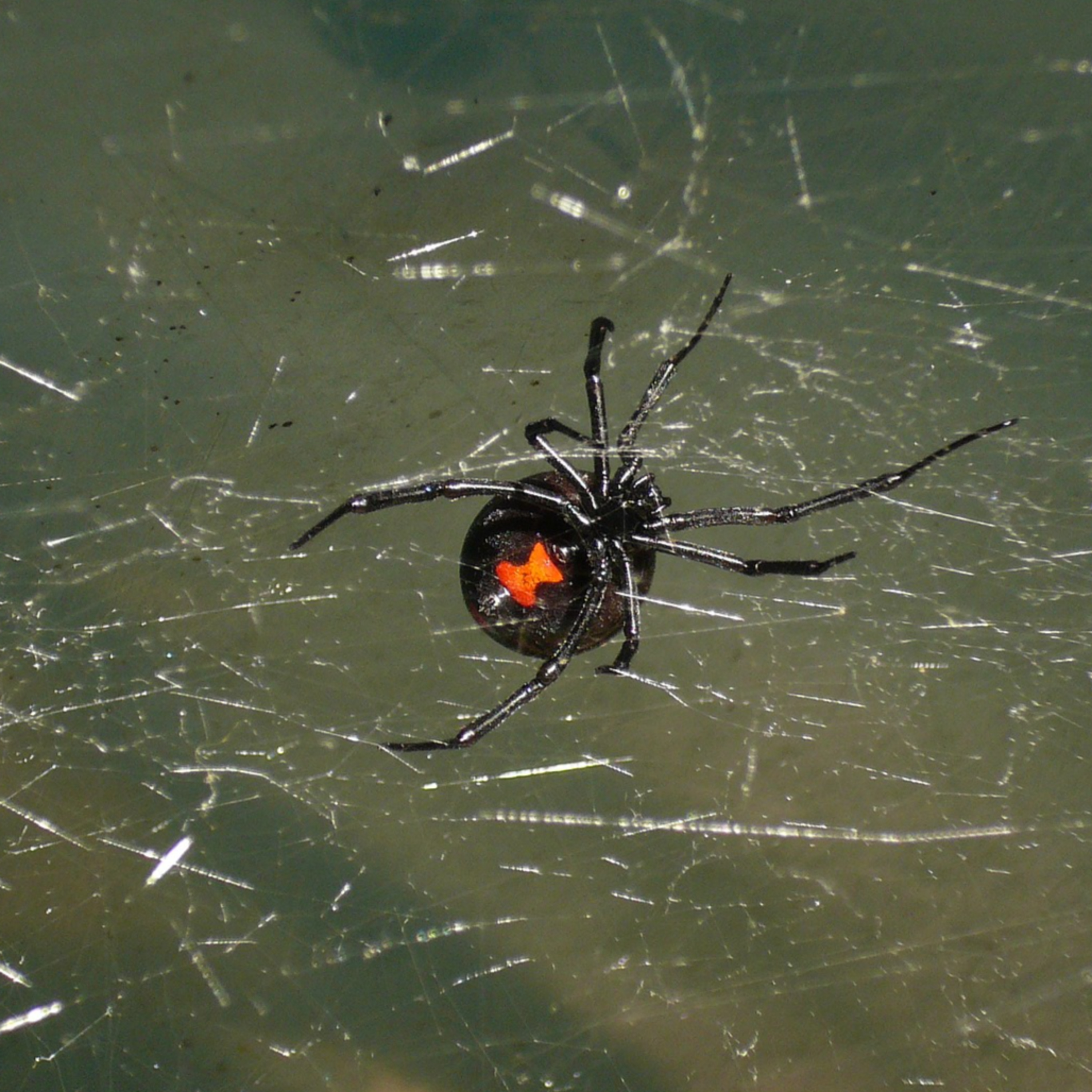 Spiders in Puerto Rico- Free Podcast #24
