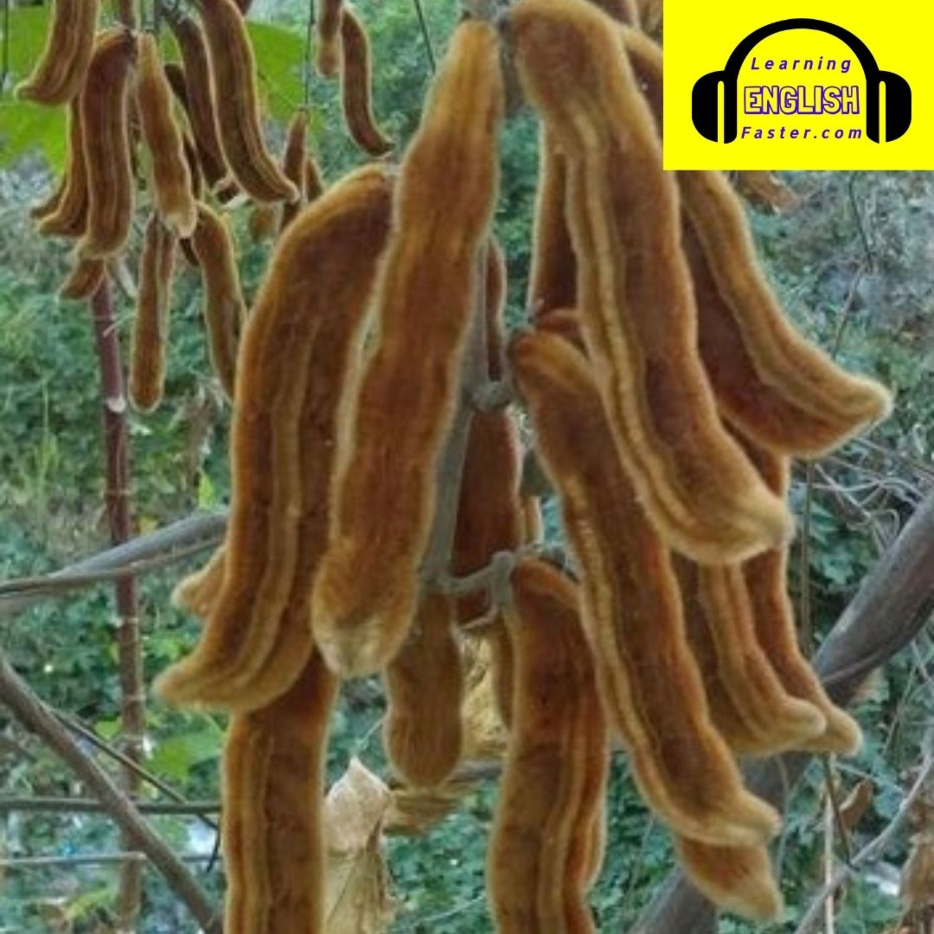 Pica Pica, Free ESL Podcast #47