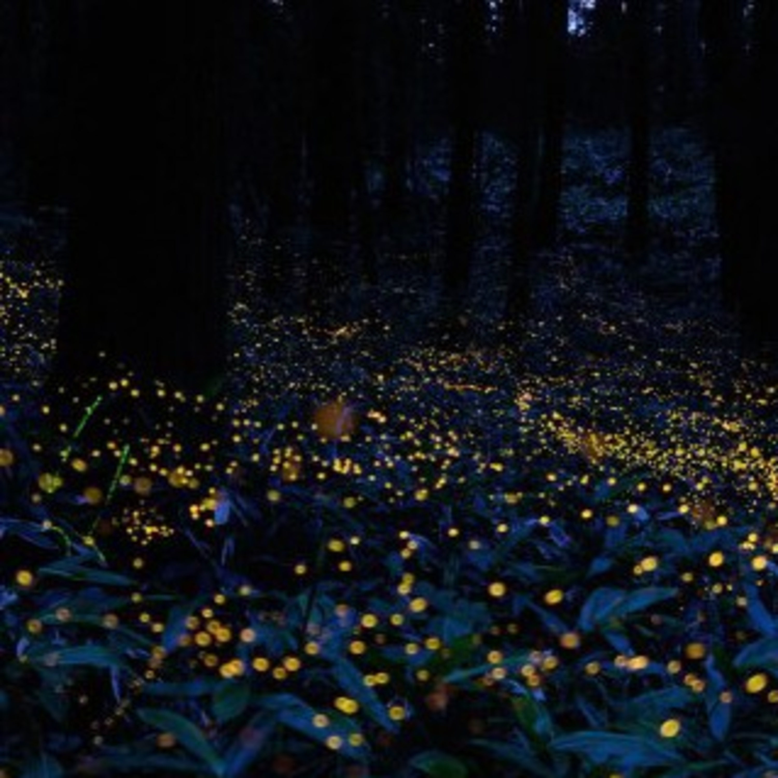 Fireflies Remind Me of Lost Summers... episode artwork