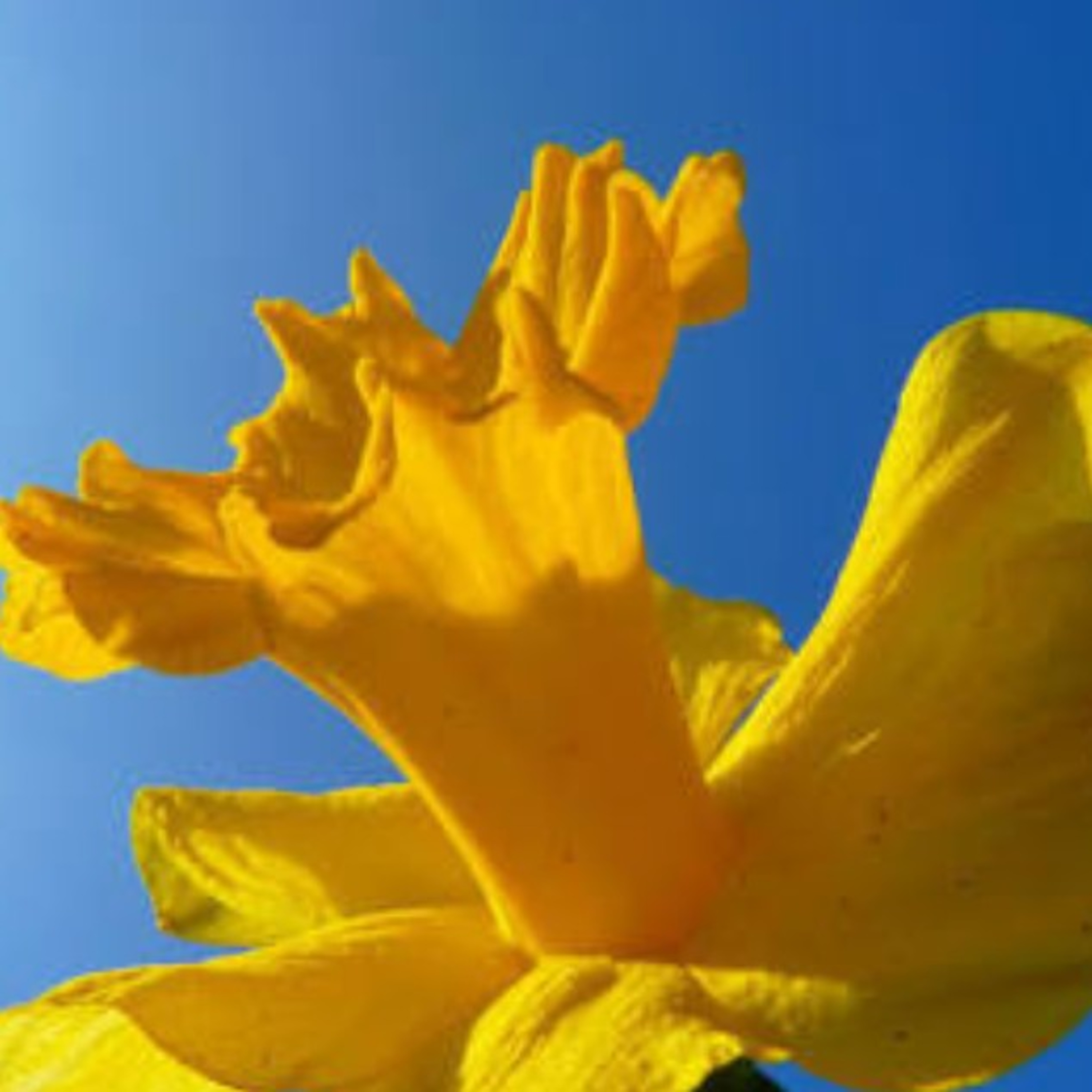 February is a Daffodil's Dream...  episode artwork