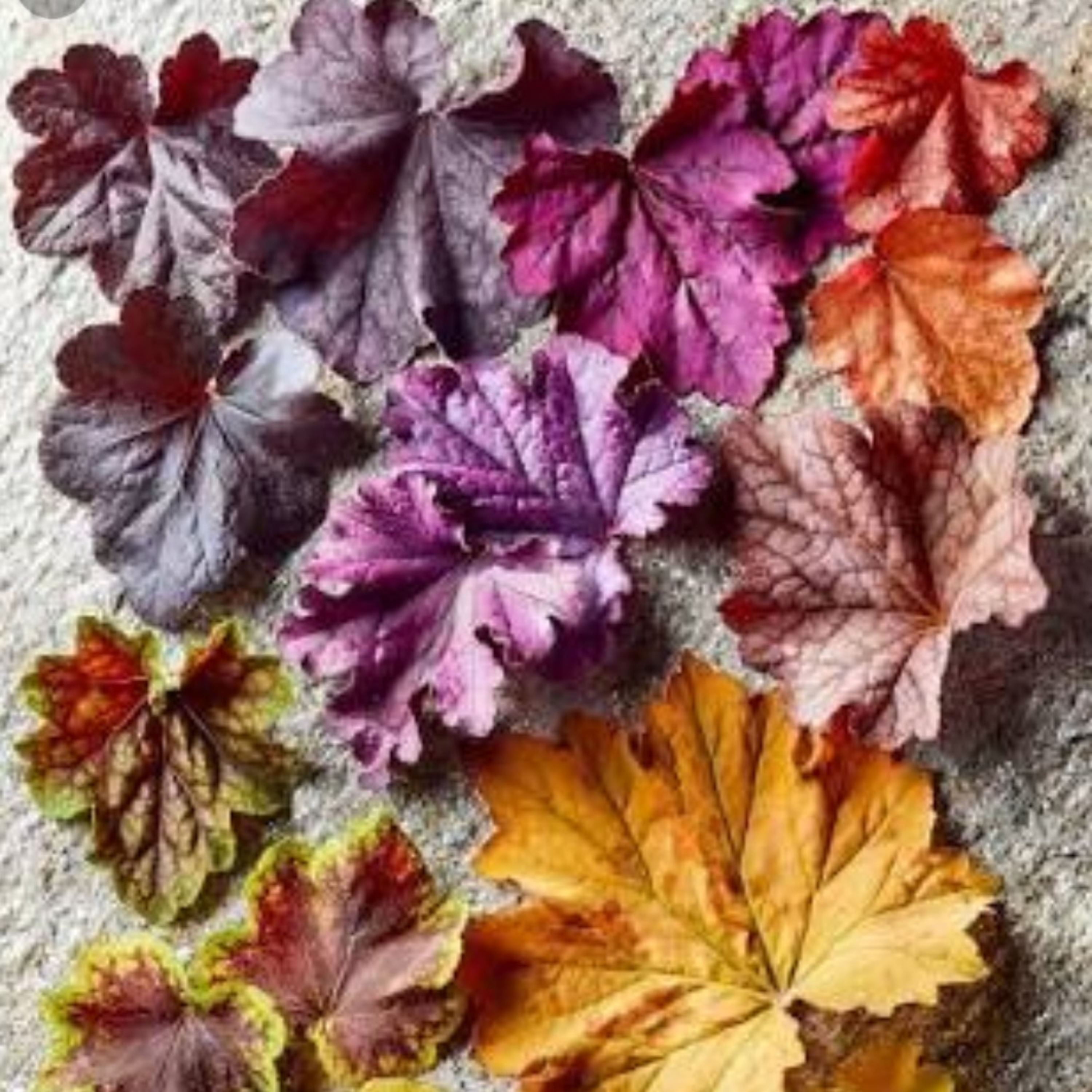 October is Spring in Camouflage... episode artwork