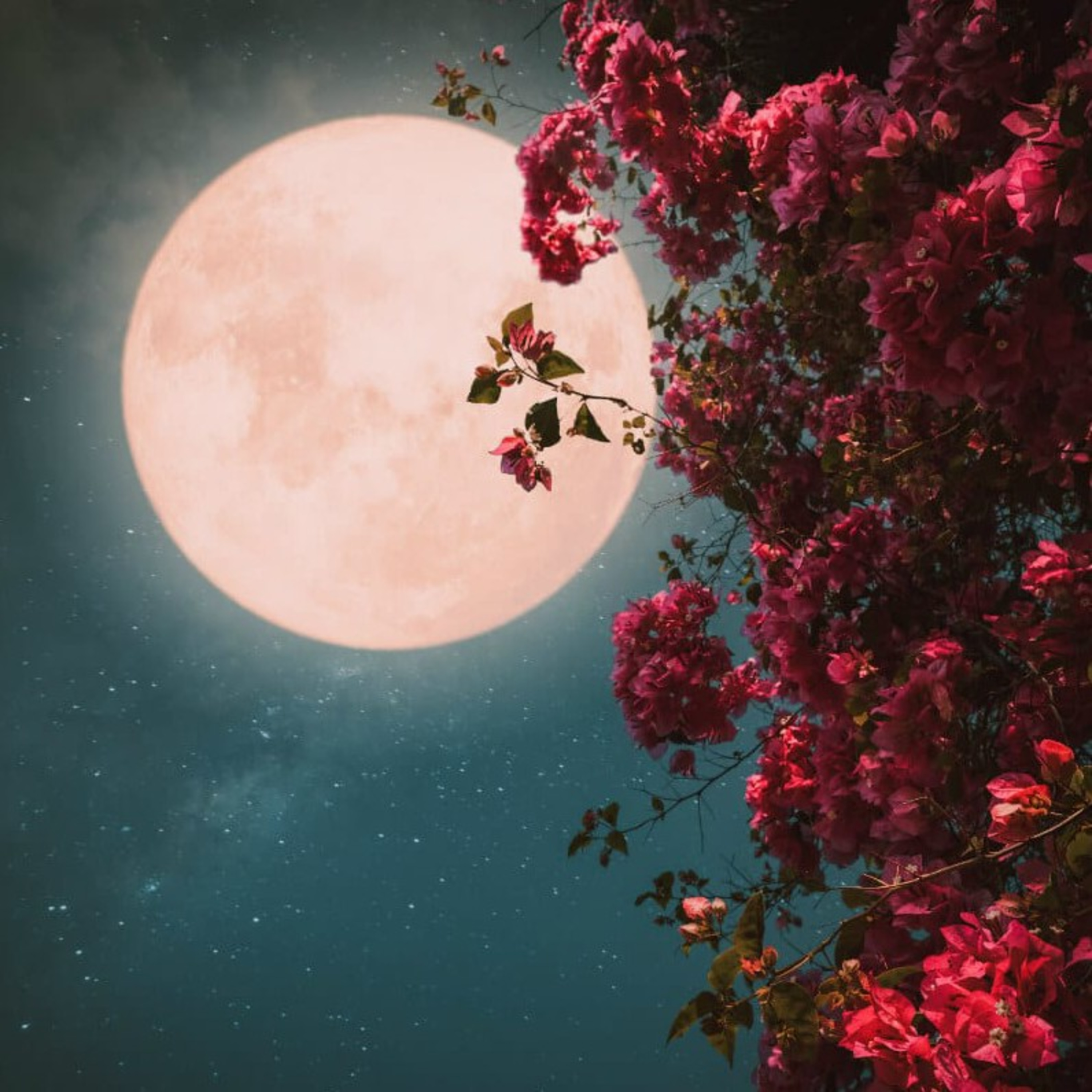 Of Flower Moon and Zephyr episode artwork