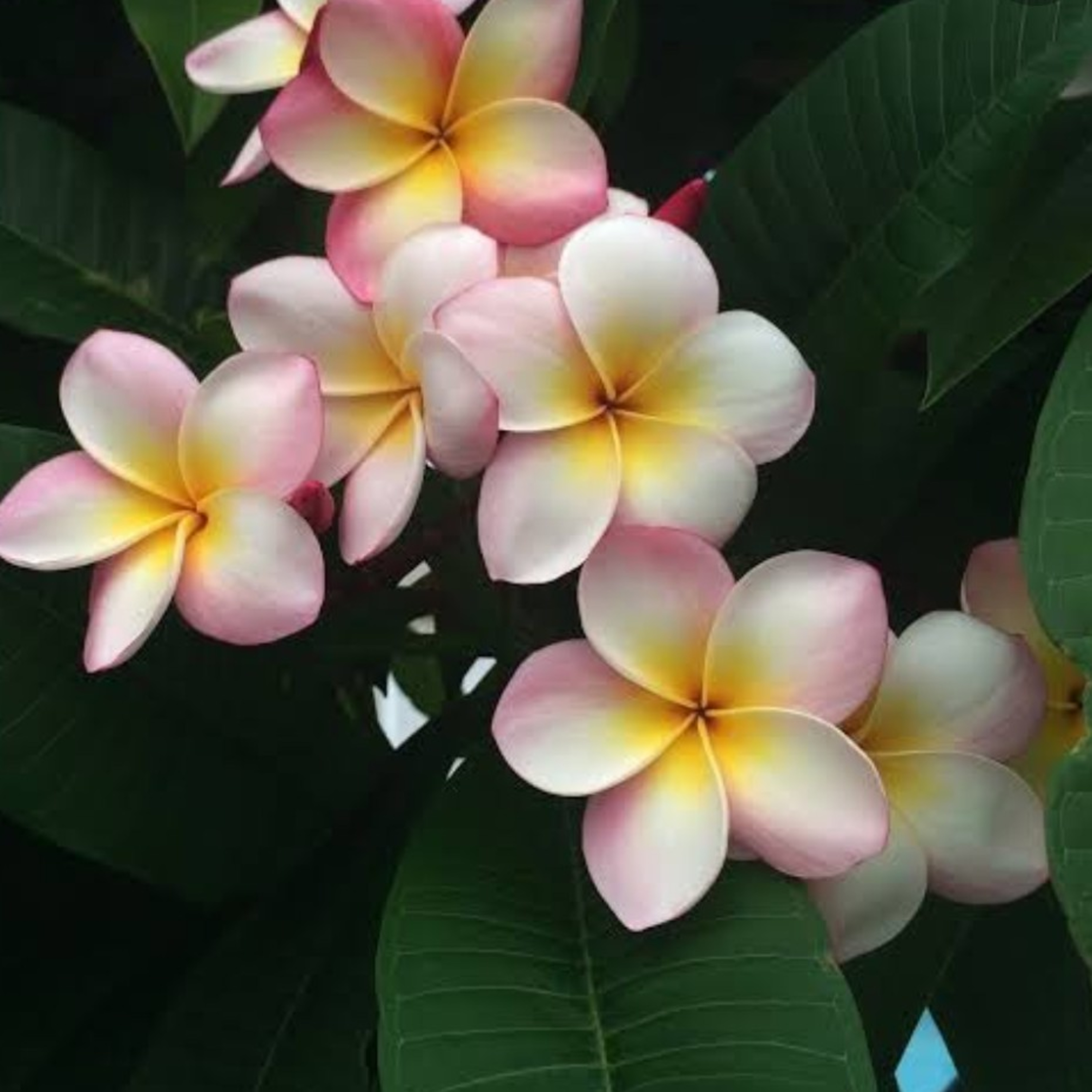 She of the Sunkissed Frangipani... episode artwork