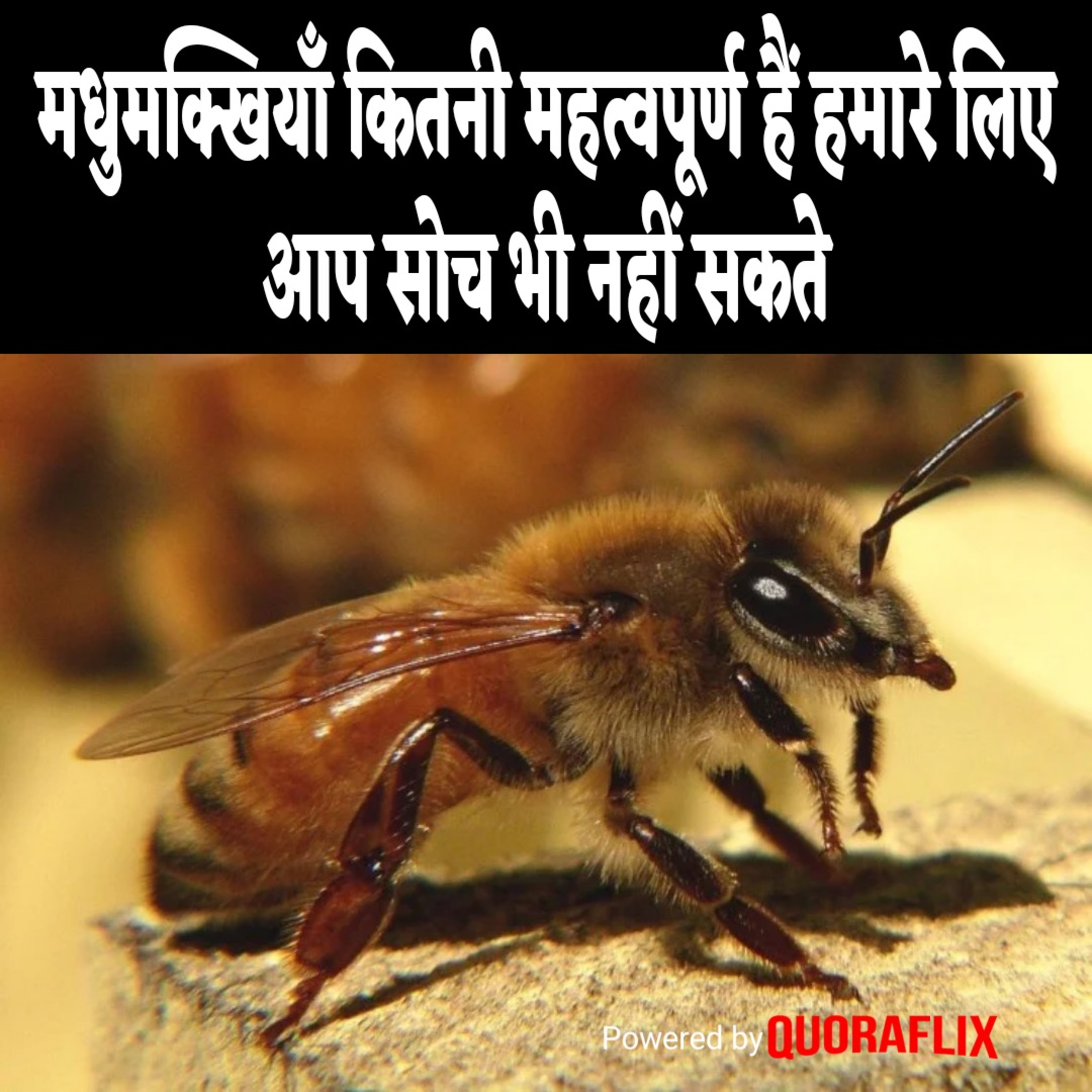 World Bee Day episode artwork