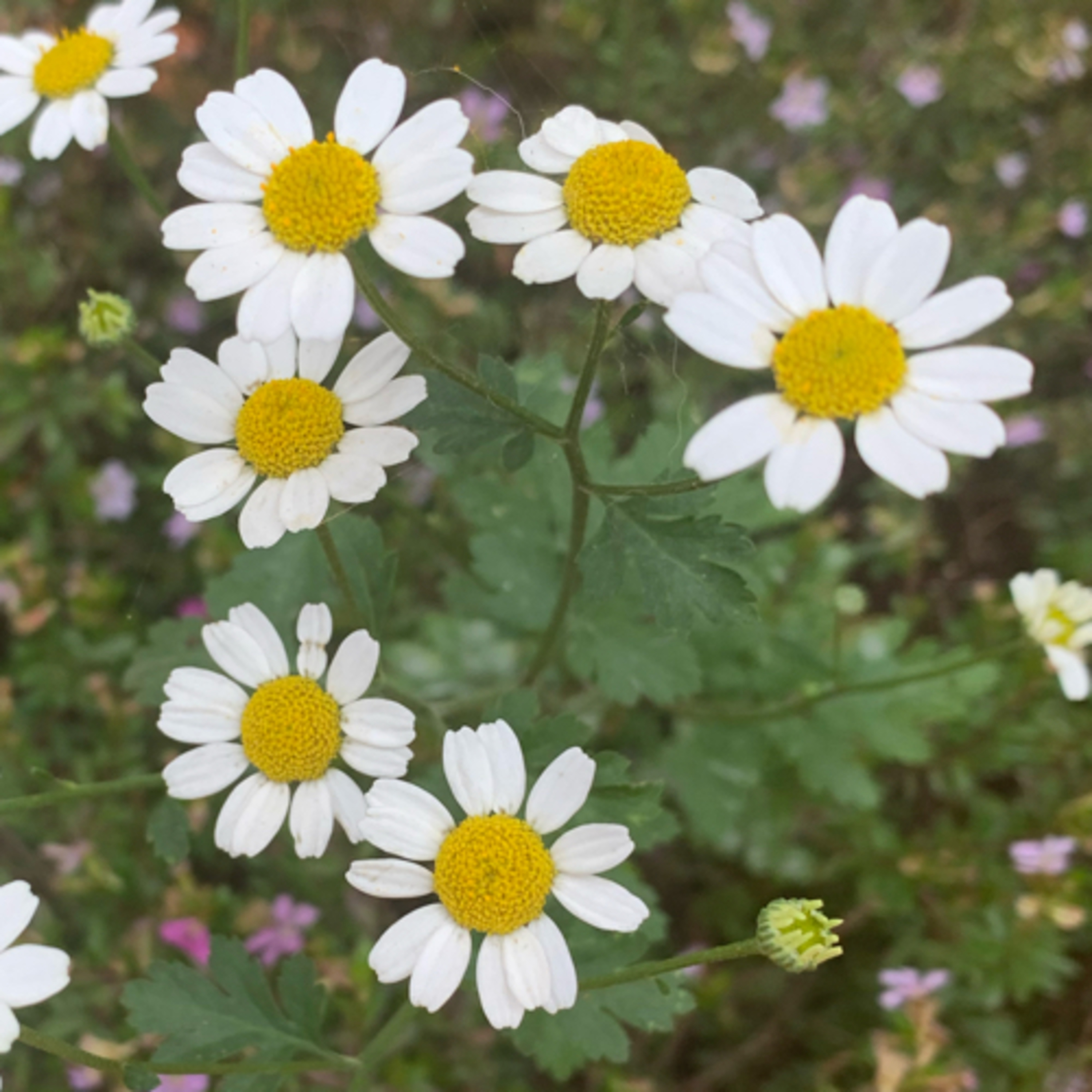 Mi experiencia con la ansiedad social