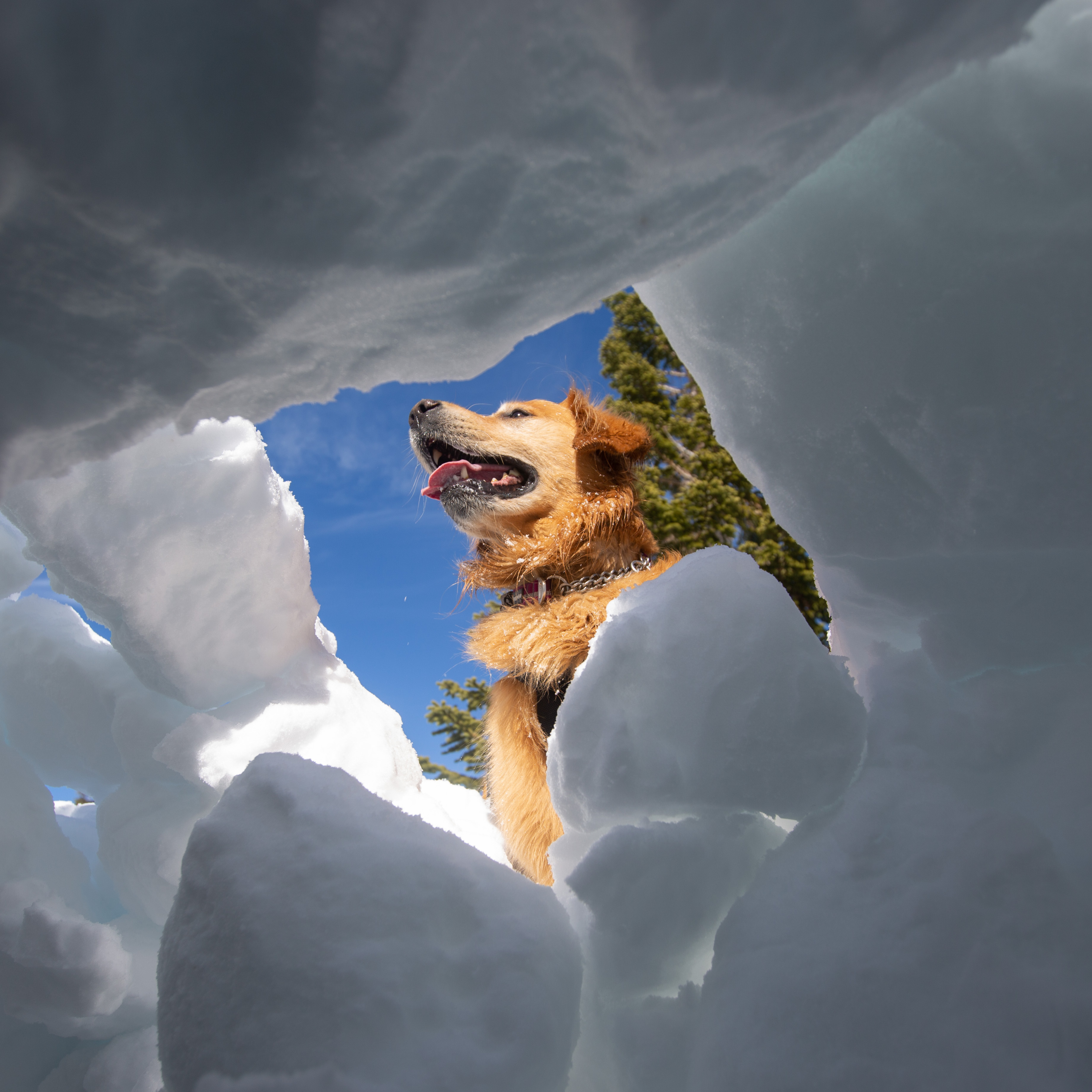 Meet Me in the Snow Cave - with the Mt. Rose Avalanche Rescue Dogs episode artwork